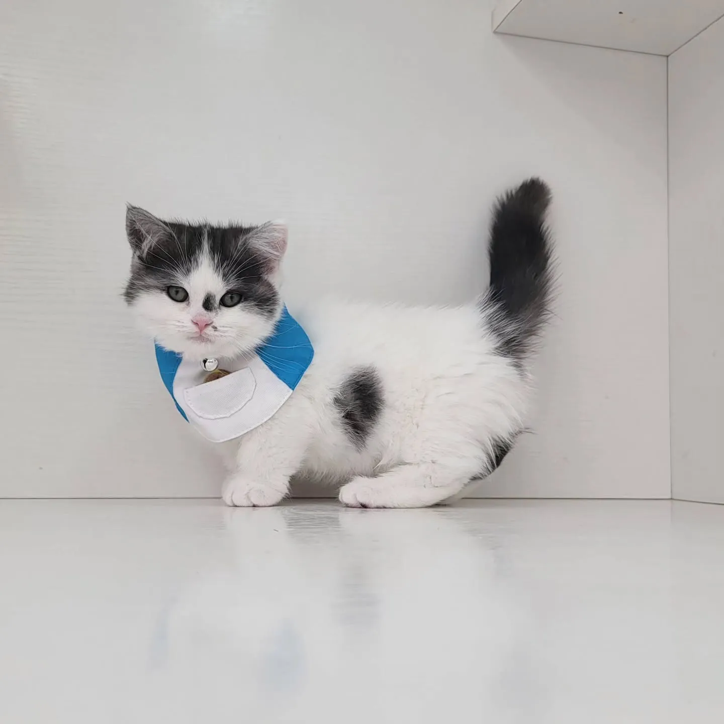 ドラえもんになったにゃ☺️