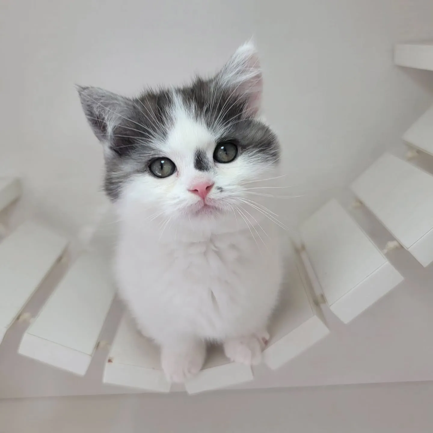 ドラえもんになったにゃ☺️