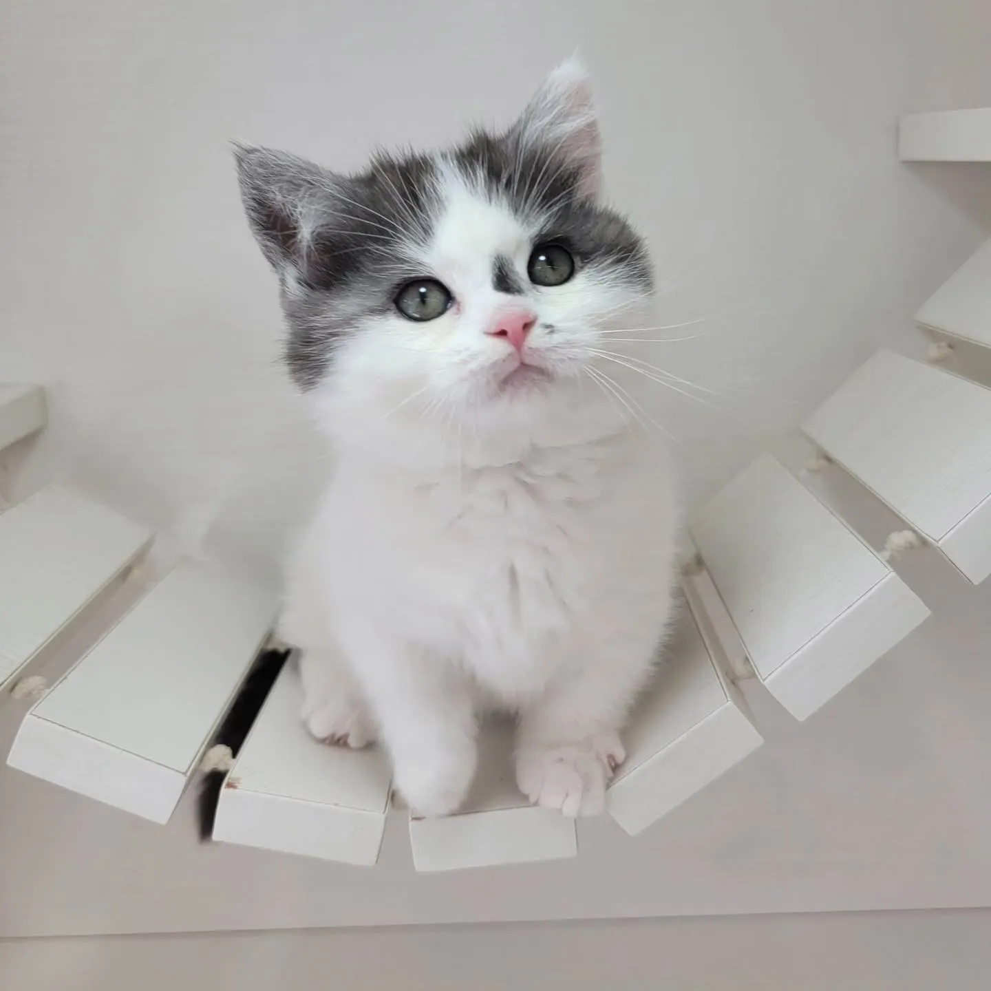 ドラえもんになったにゃ☺️