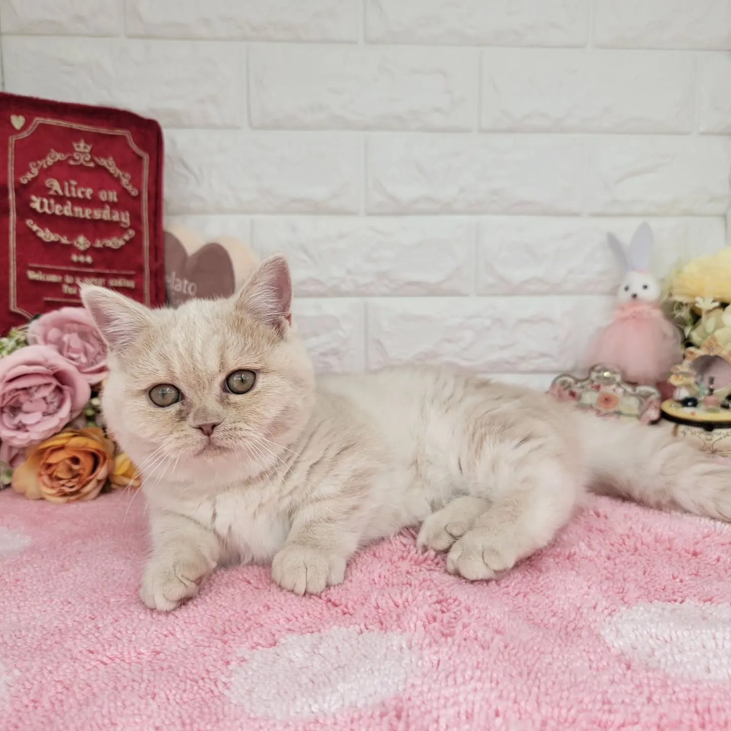 現在ご紹介中のミヌエットちゃんです🐱