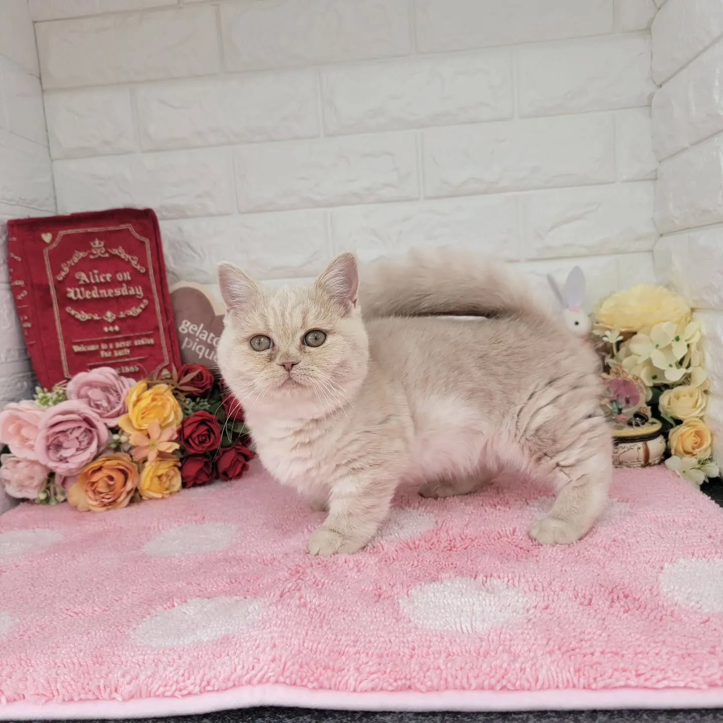 現在ご紹介中のミヌエットちゃんです🐱