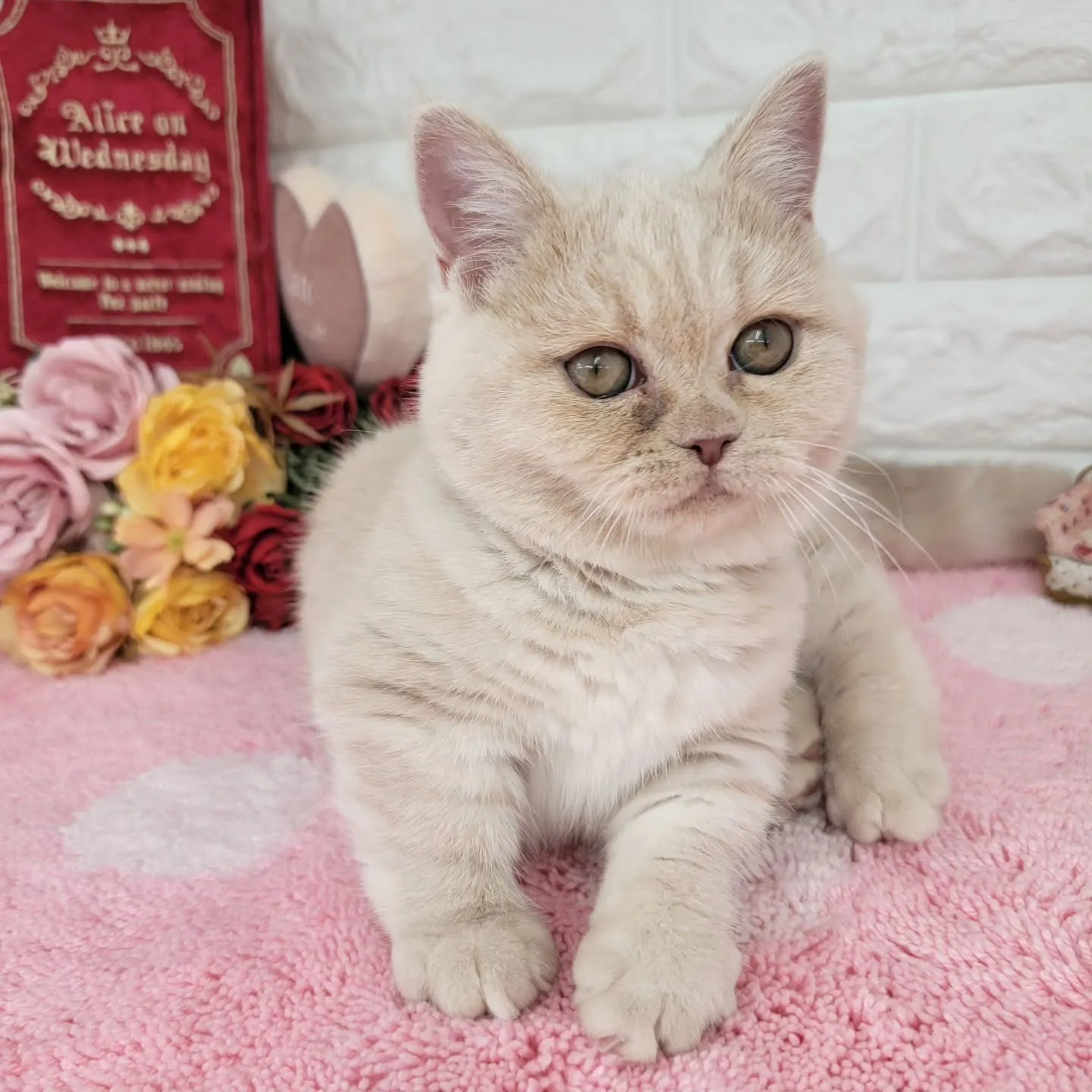 現在ご紹介中のミヌエットちゃんです🐱