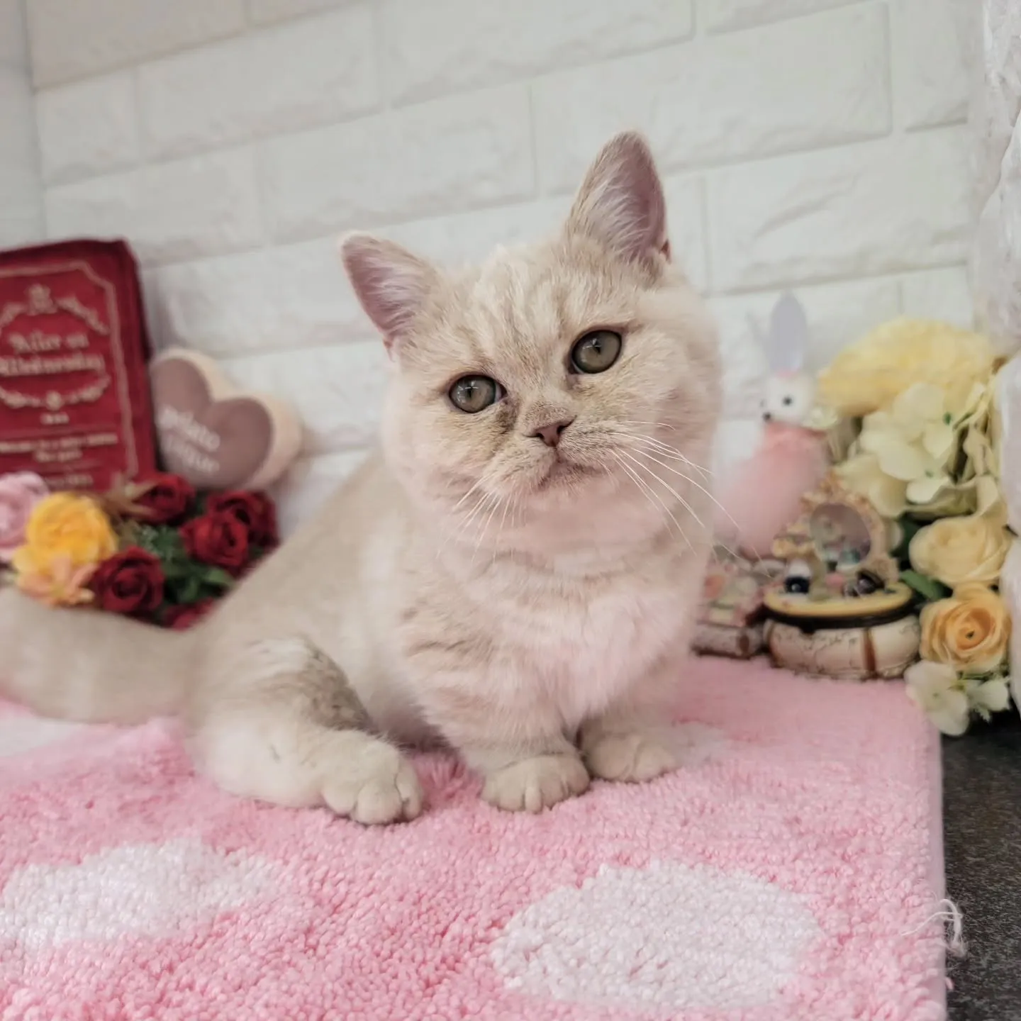 現在ご紹介中のミヌエットちゃんです🐱