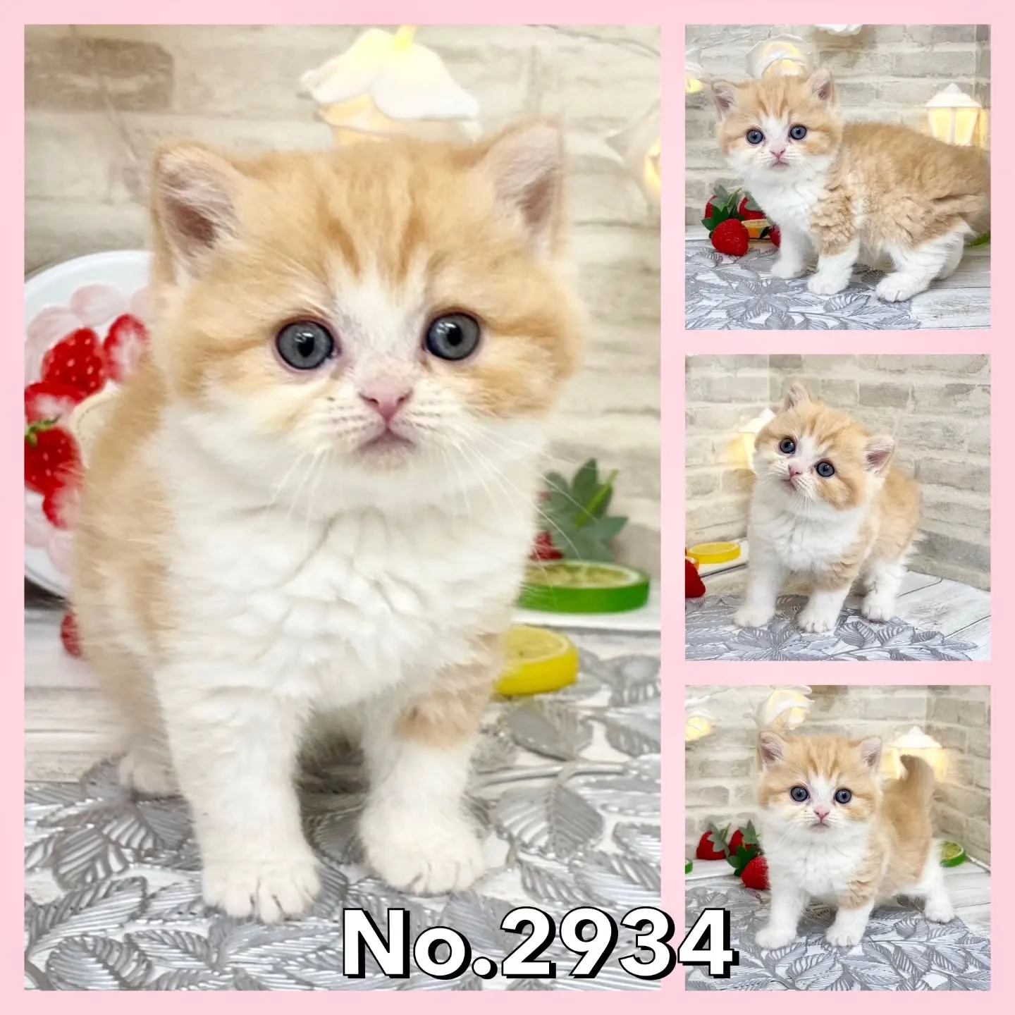 本日ご紹介のミヌエット足長女の子です💟