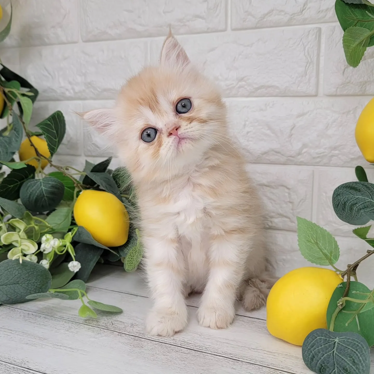 No.2936🍋優しい男の子ですよ❤️