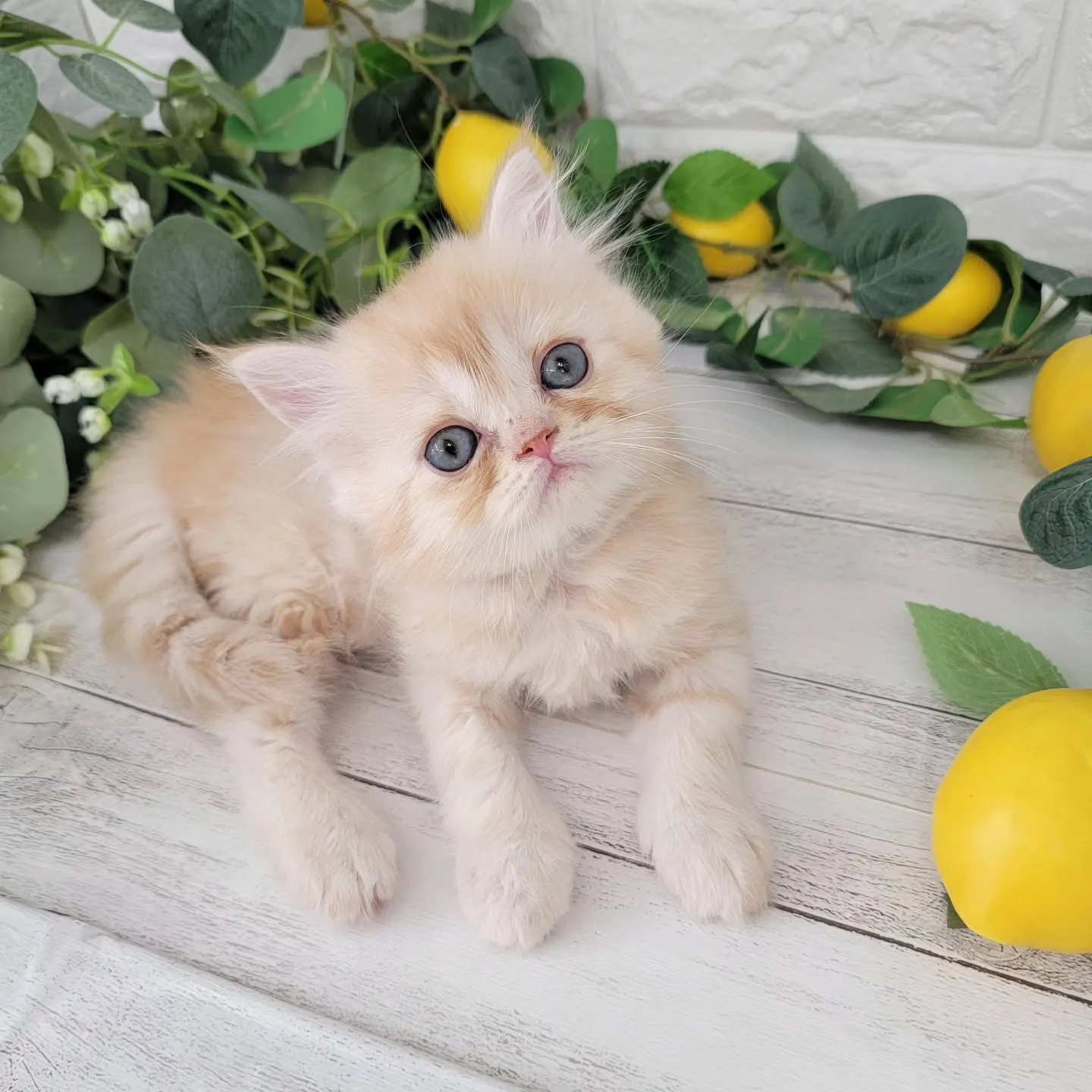 No.2936🍋優しい男の子ですよ❤️
