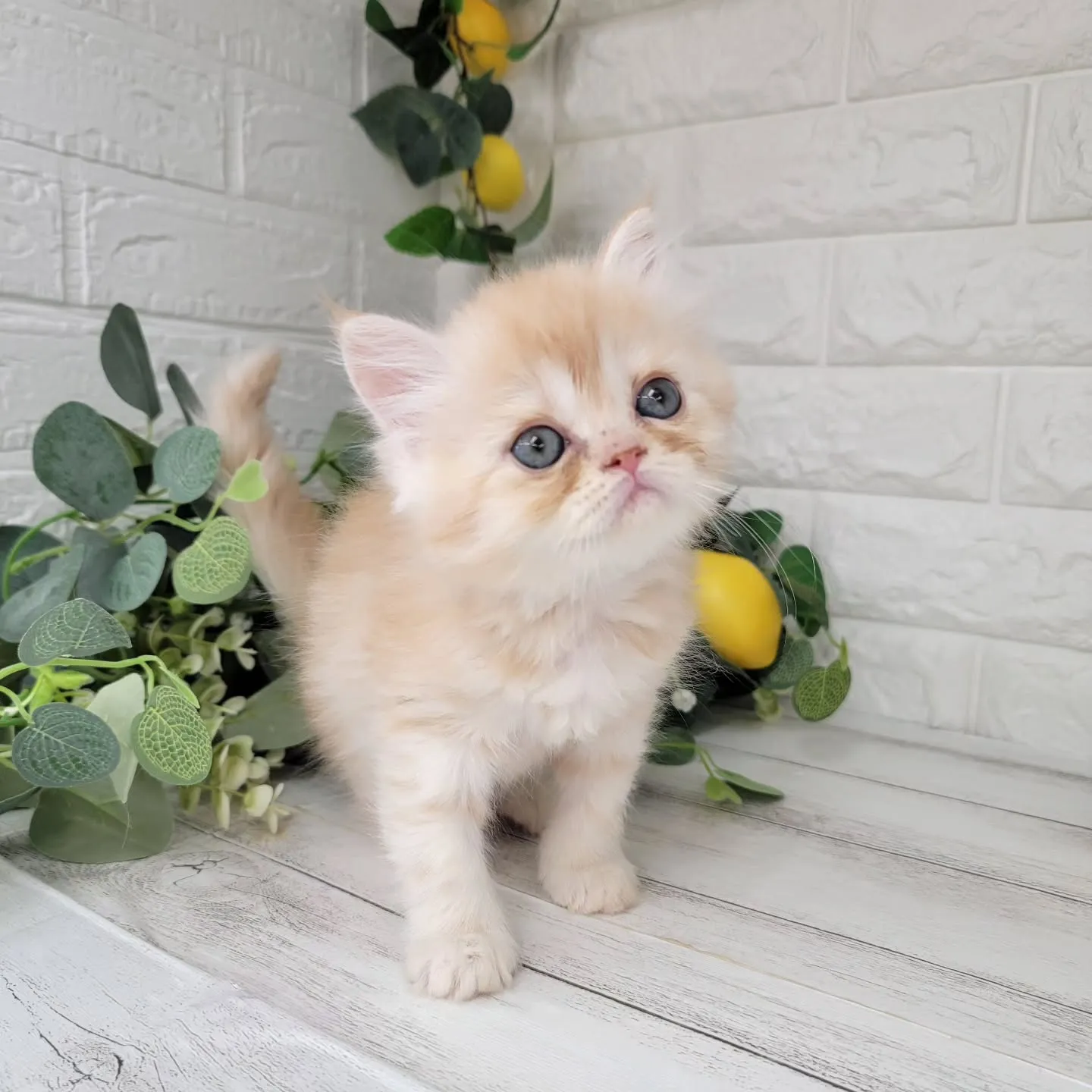 No.2936🍋優しい男の子ですよ❤️