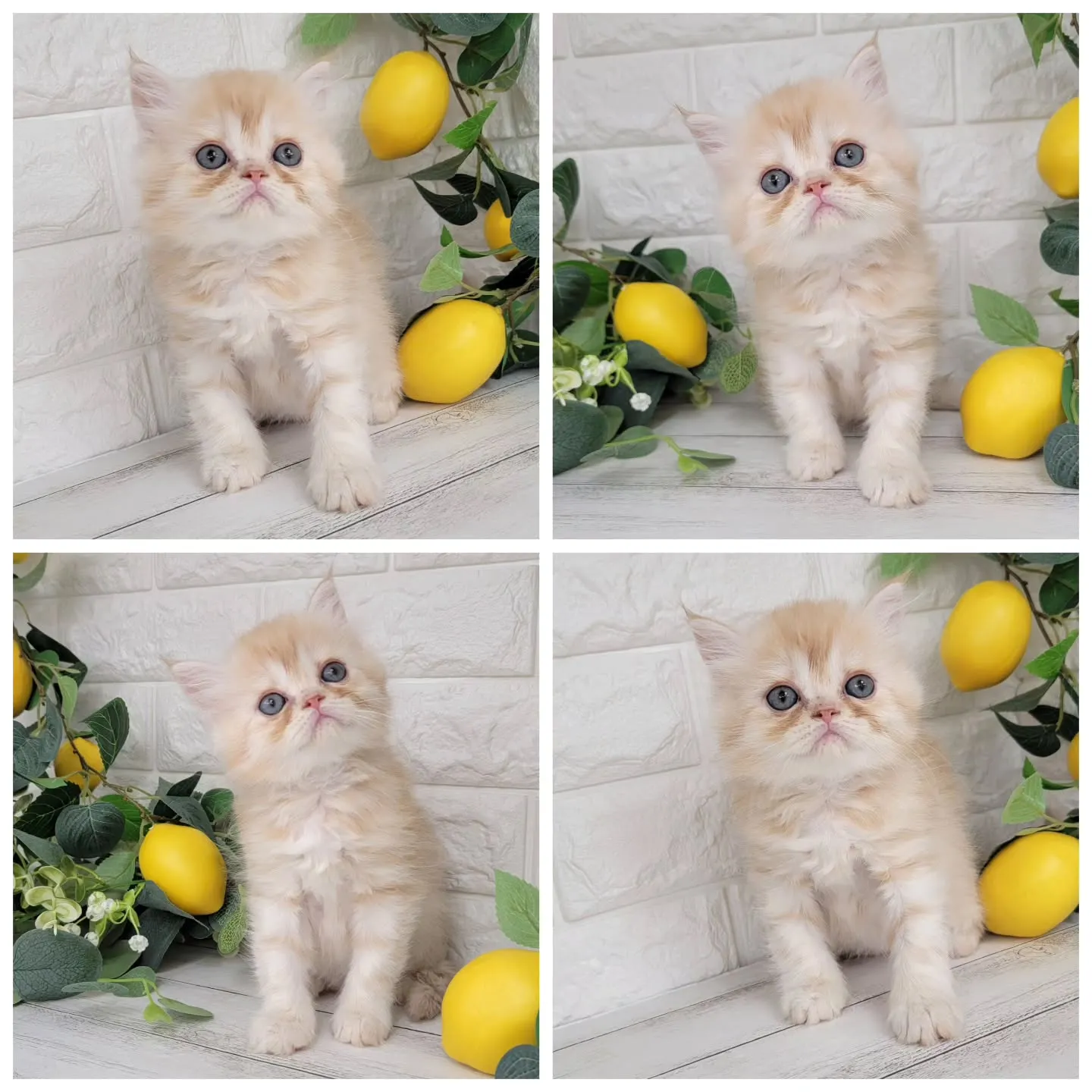 No.2936🍋優しい男の子ですよ❤️