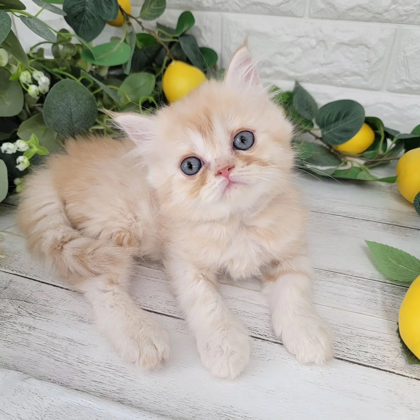 No.2936🍋優しい男の子ですよ❤️