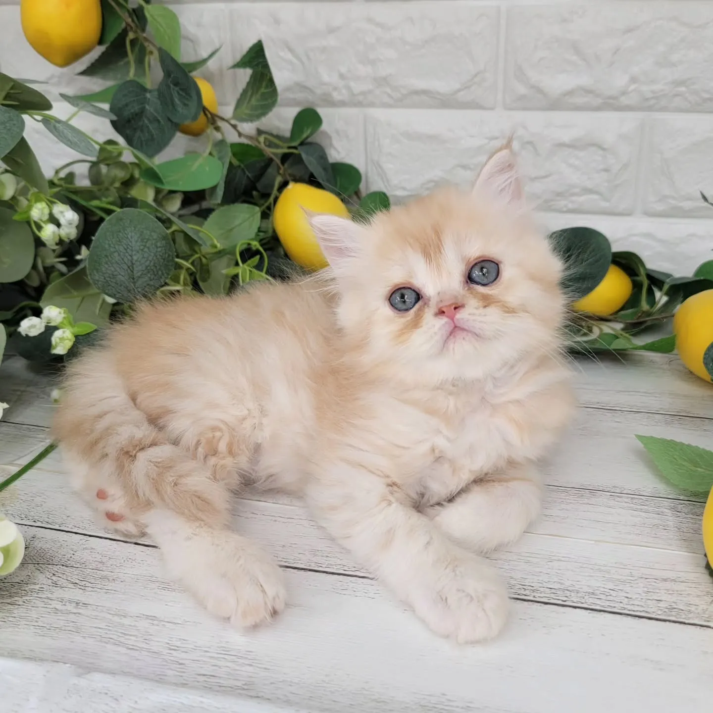No.2936🍋優しい男の子ですよ❤️