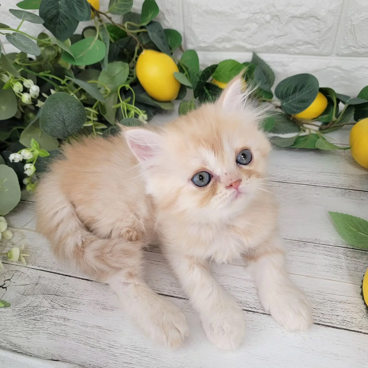 No.2936🍋優しい男の子ですよ❤️