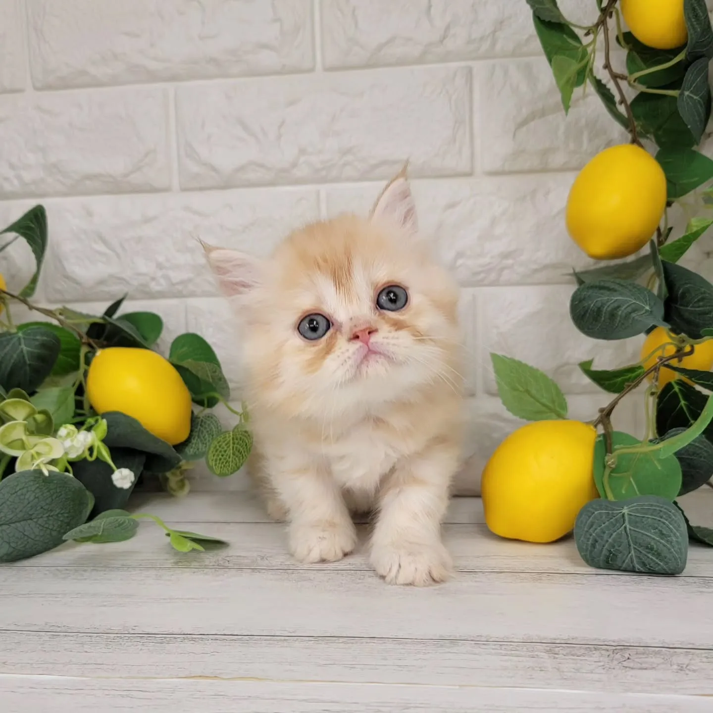 No.2936🍋優しい男の子ですよ❤️