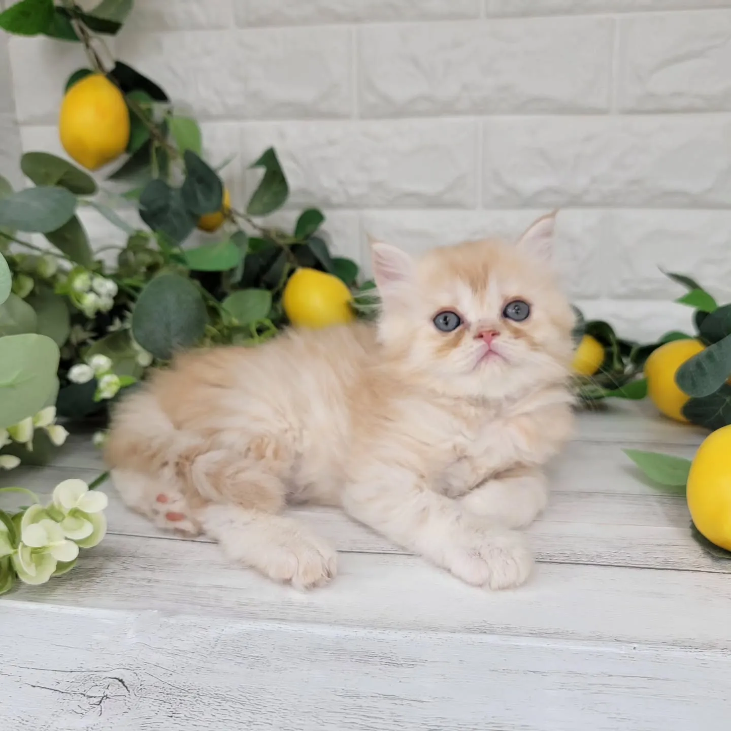 No.2936🍋優しい男の子ですよ❤️