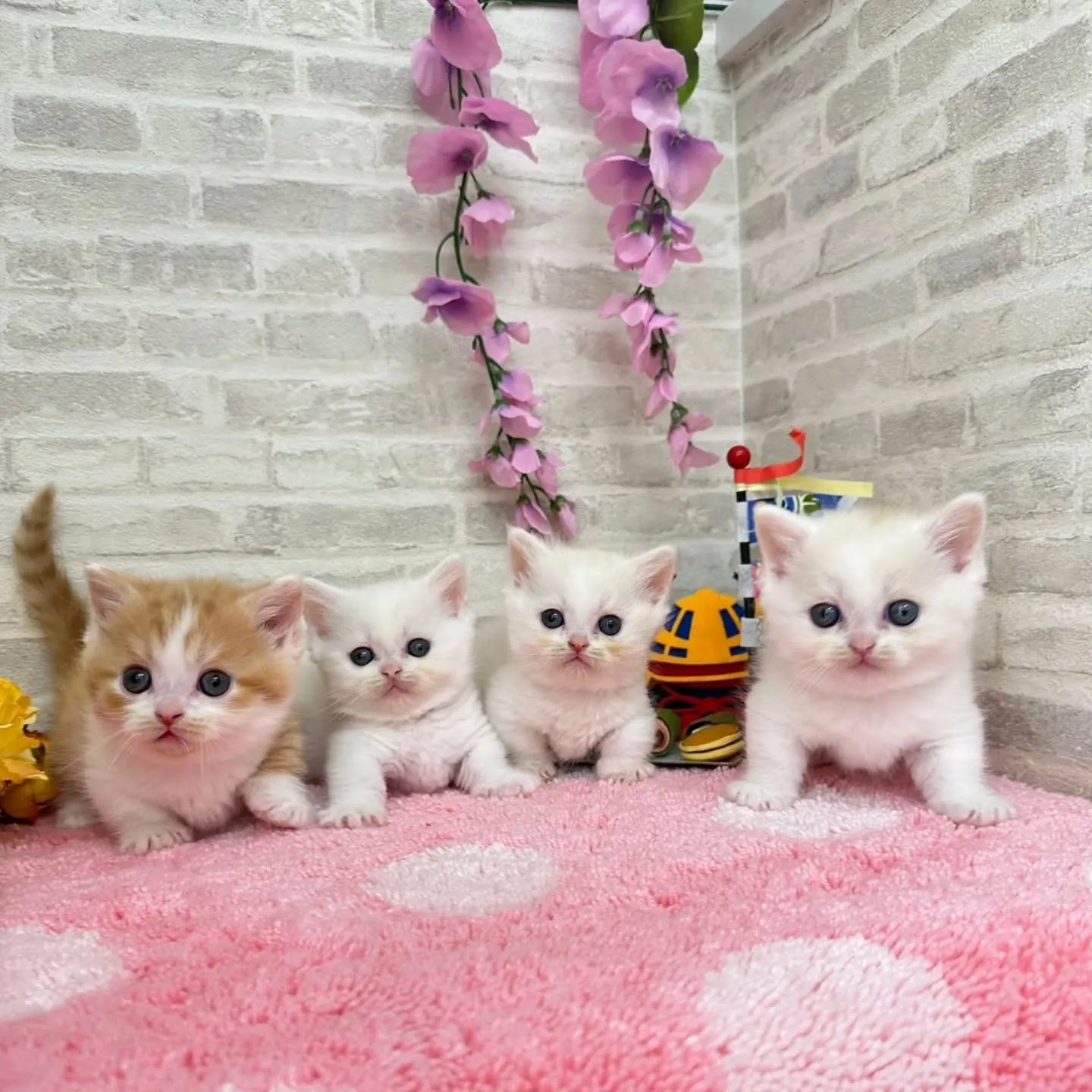 本日ご紹介のミヌエット短足ちゃん達です🐱❤️