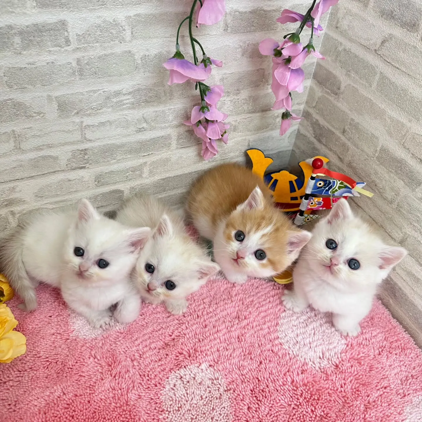 本日ご紹介のミヌエット短足ちゃん達です🐱❤️