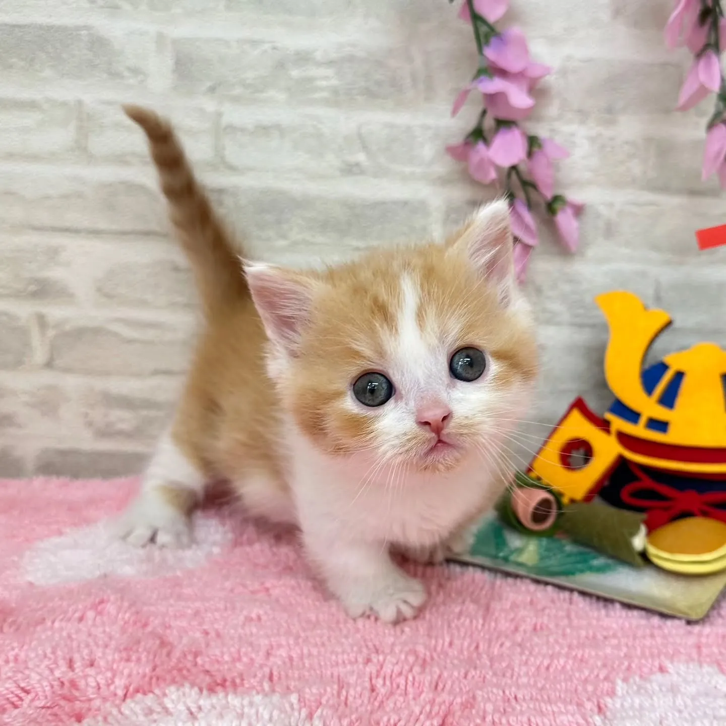 本日ご紹介のミヌエット短足ちゃん達です🐱❤️