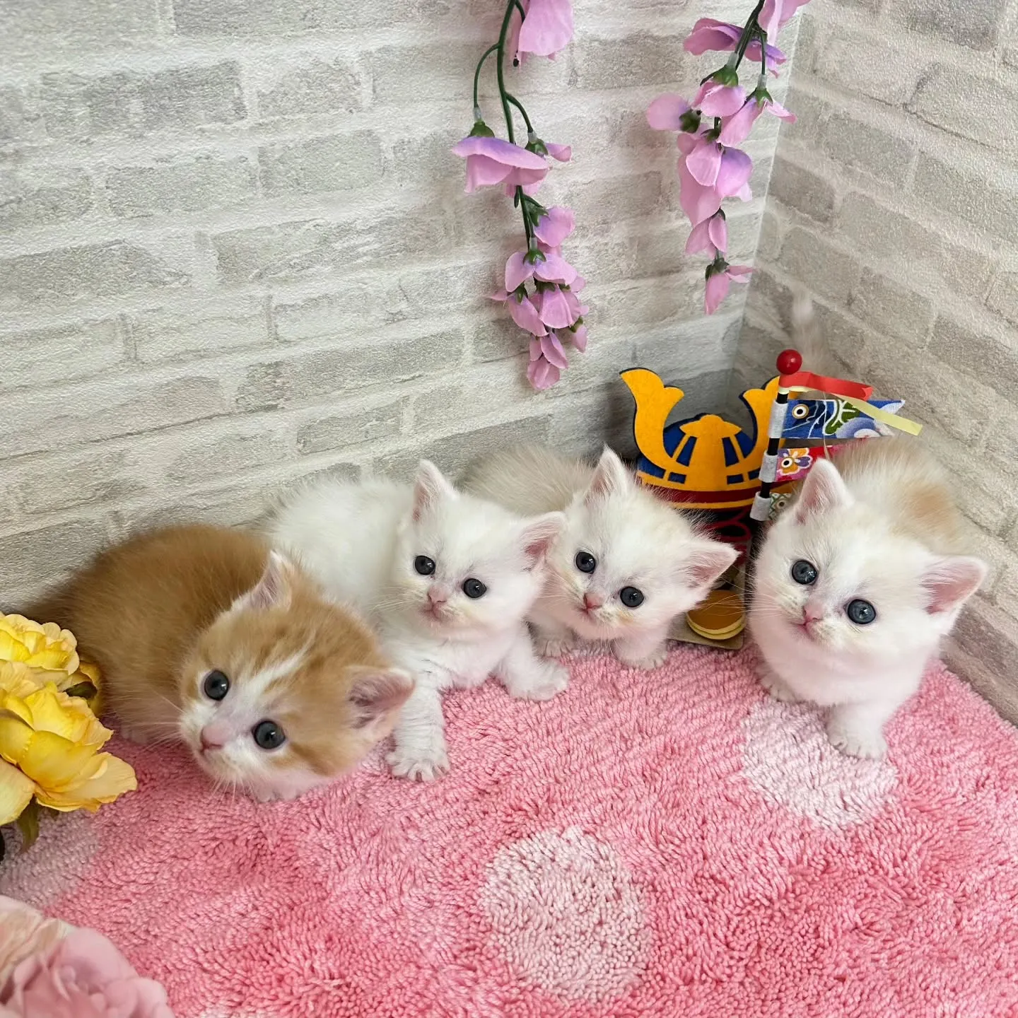 本日ご紹介のミヌエット短足ちゃん達です🐱❤️