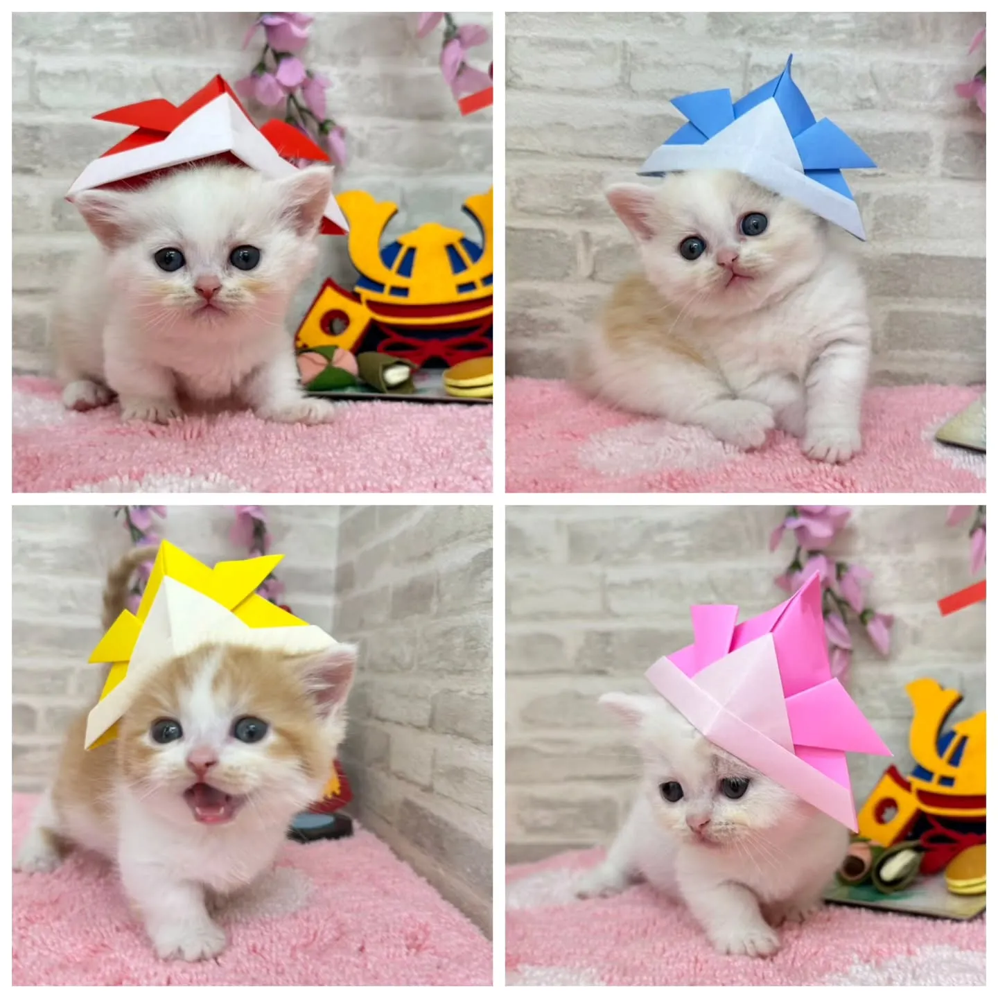 本日ご紹介のミヌエット短足ちゃん達です🐱❤️