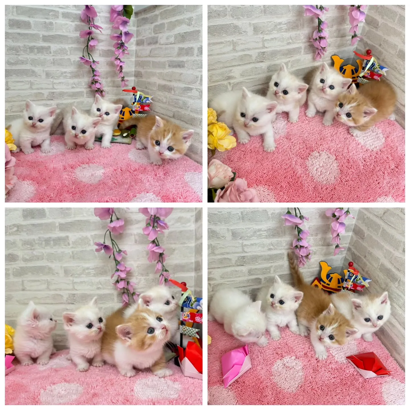 本日ご紹介のミヌエット短足ちゃん達です🐱❤️