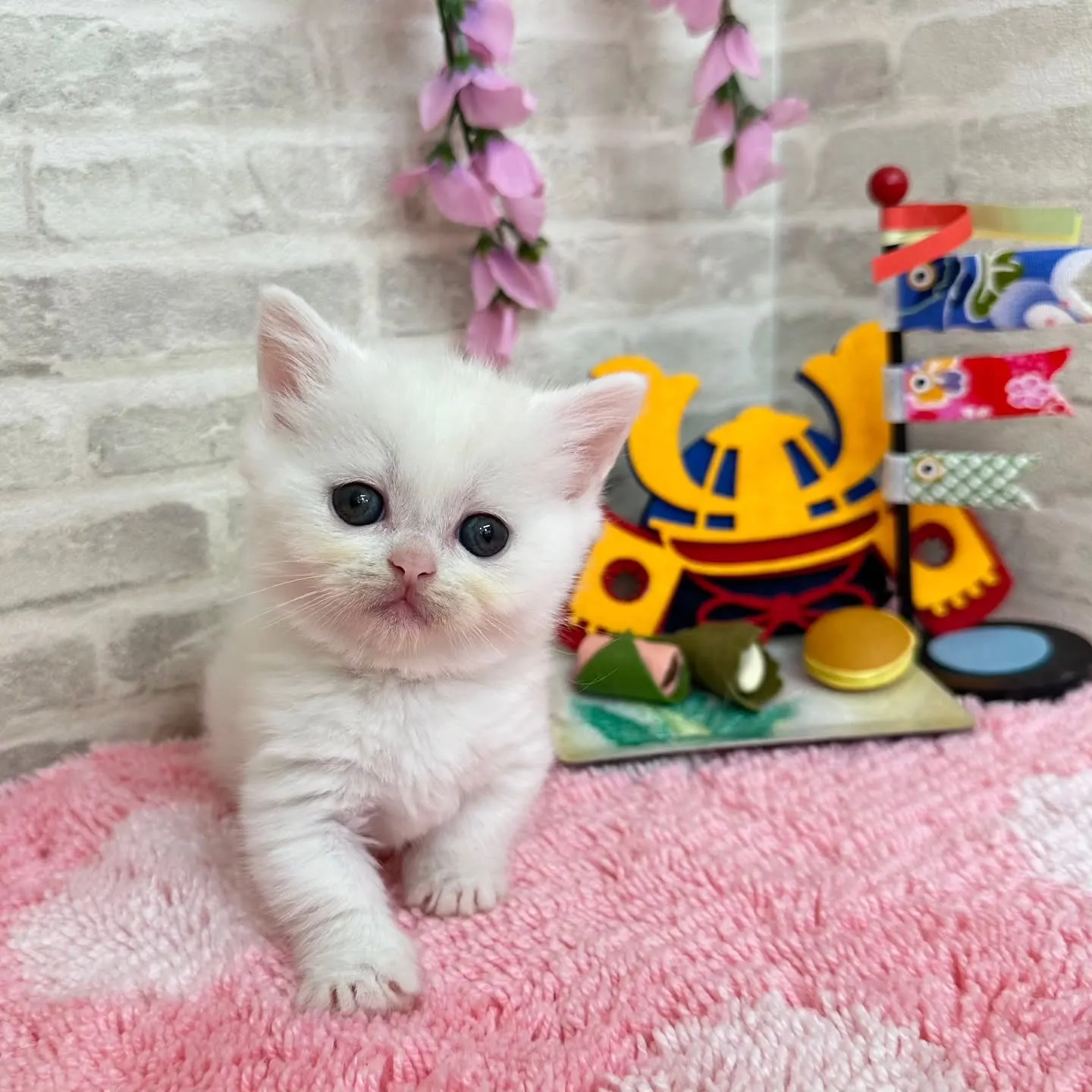 本日ご紹介のミヌエット短足ちゃん達です🐱❤️