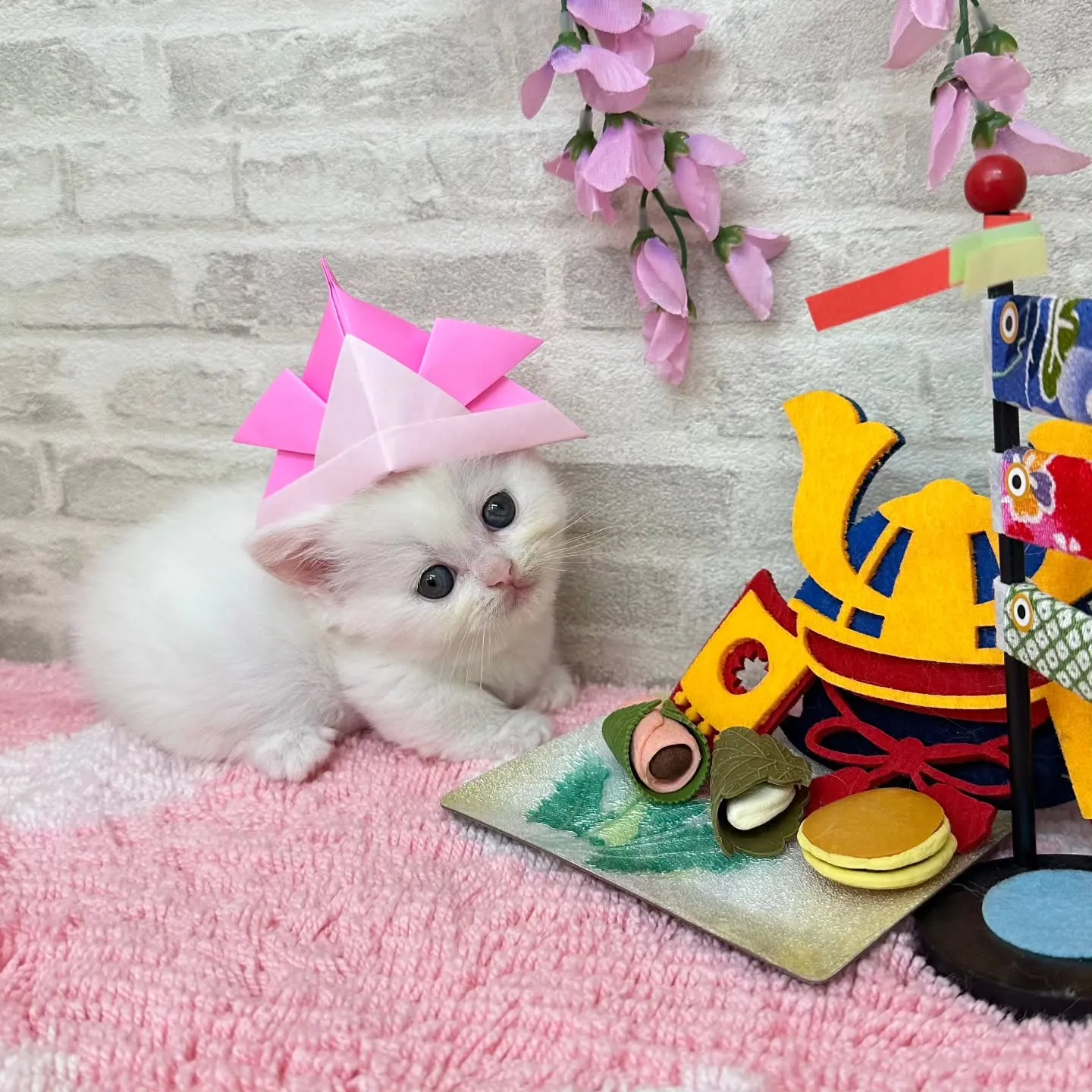 本日ご紹介のミヌエット短足ちゃん達です🐱❤️