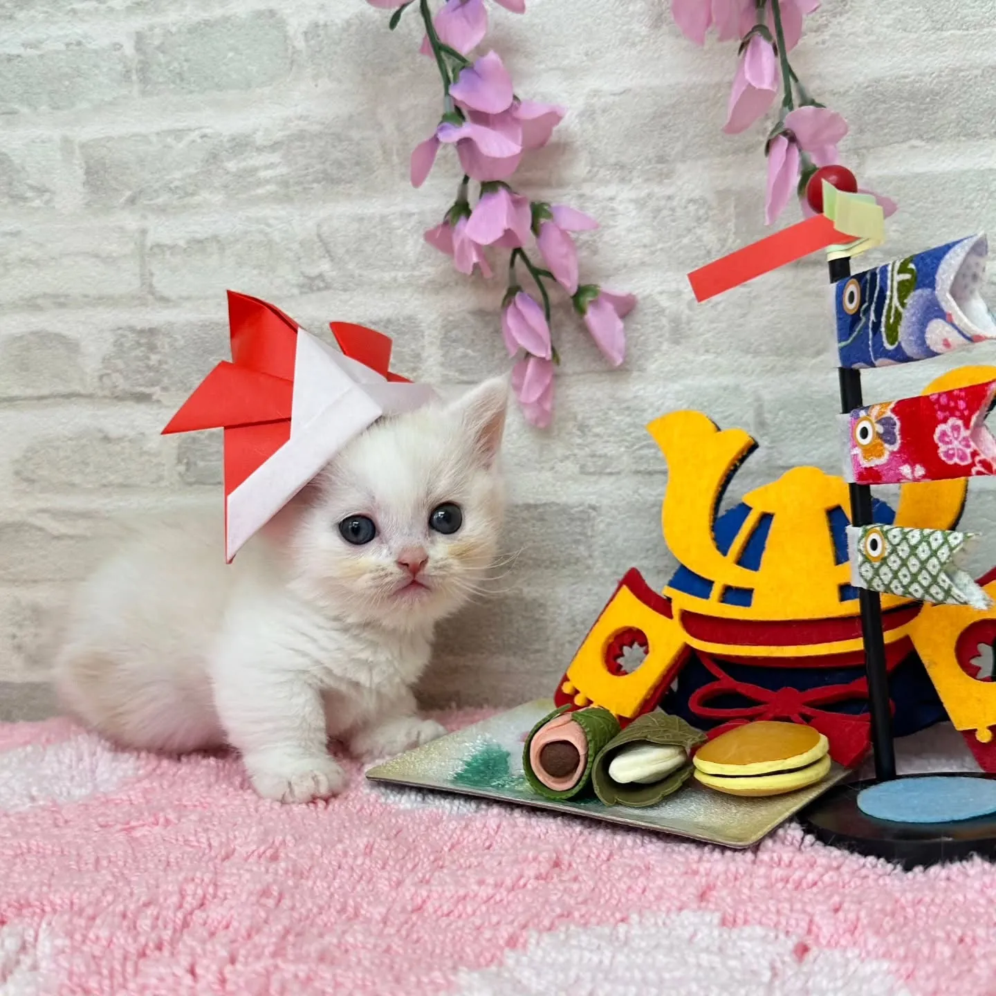 本日ご紹介のミヌエット短足ちゃん達です🐱❤️