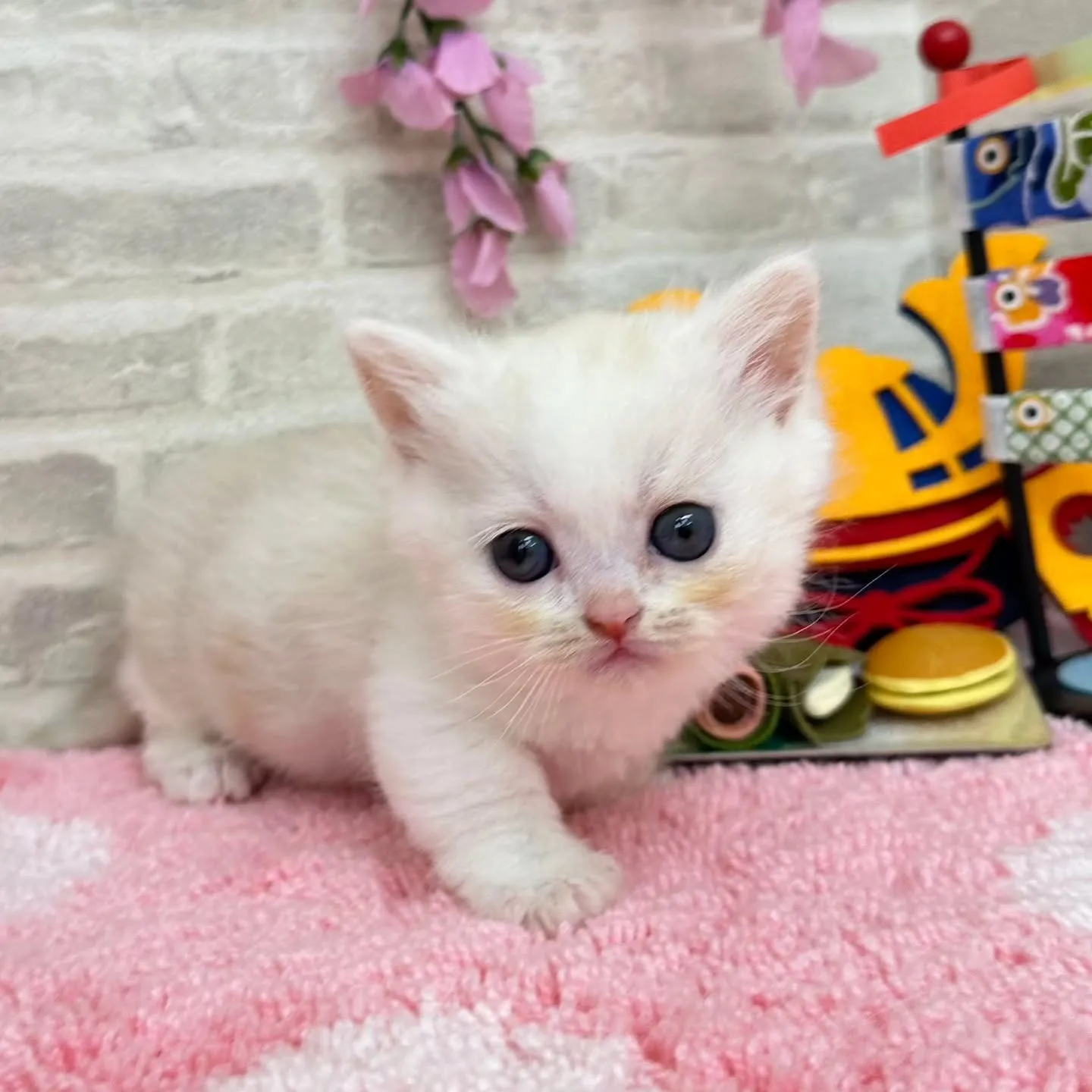 本日ご紹介のミヌエット短足ちゃん達です🐱❤️
