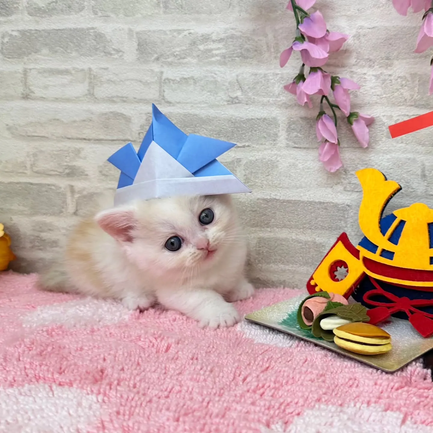 本日ご紹介のミヌエット短足ちゃん達です🐱❤️