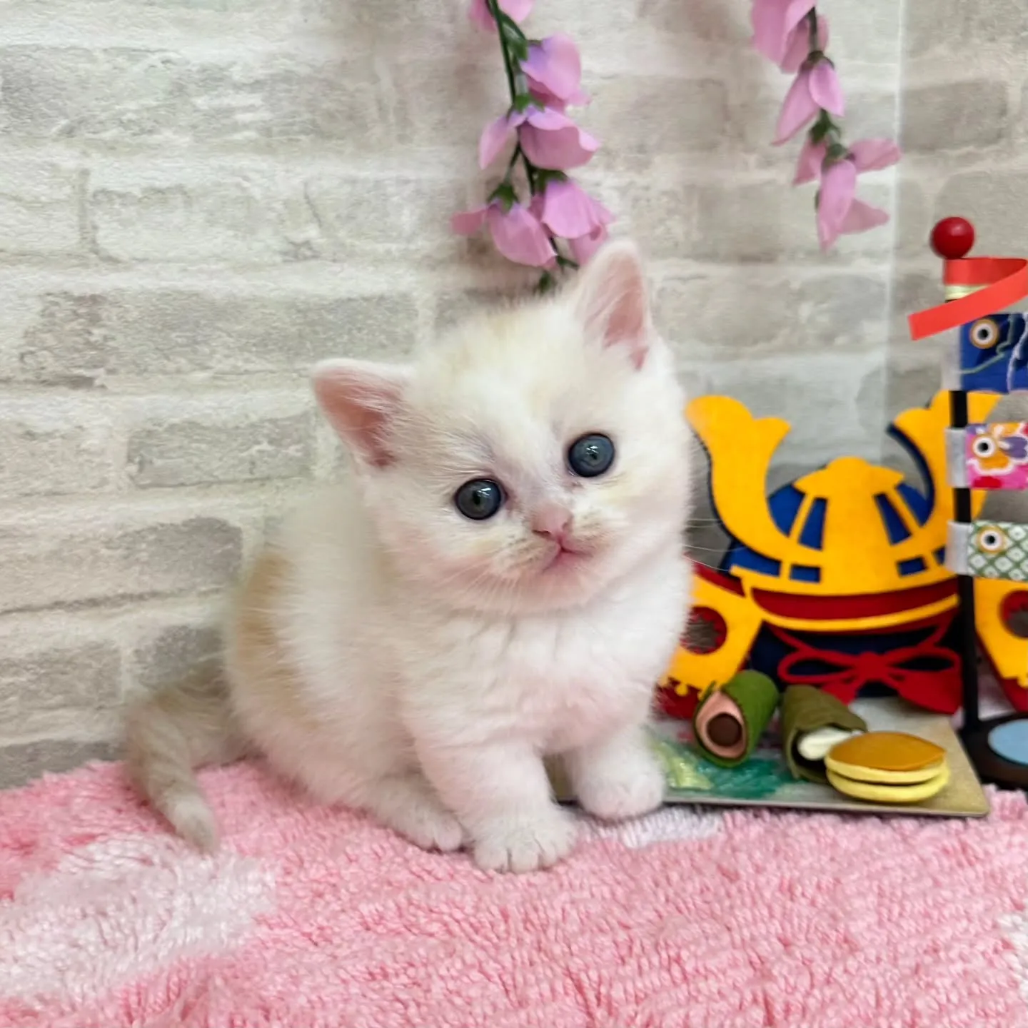本日ご紹介のミヌエット短足ちゃん達です🐱❤️