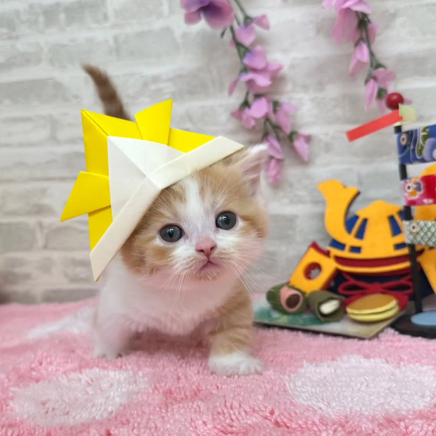 本日ご紹介のミヌエット短足ちゃん達です🐱❤️