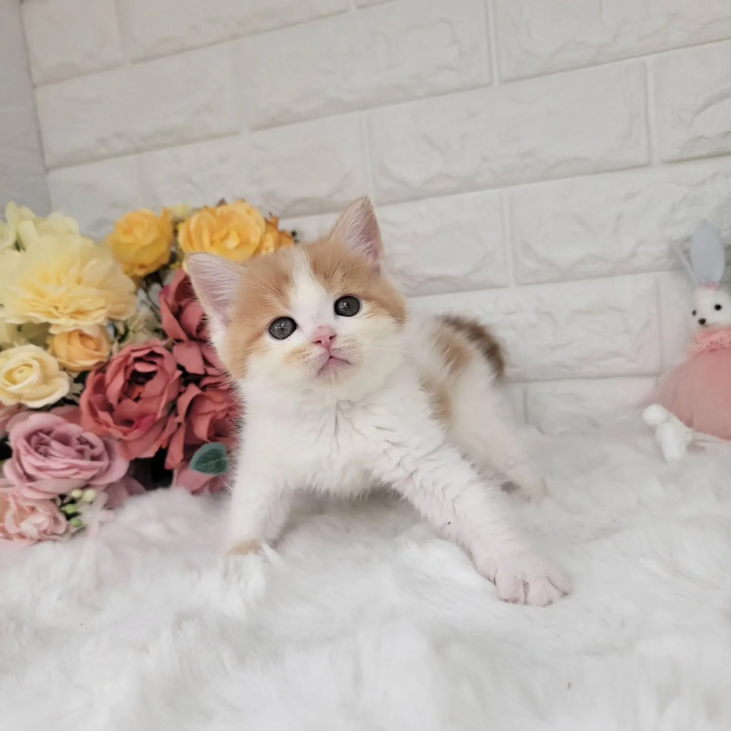 本日ご紹介のミヌエット足長ちゃんです🐱❤️