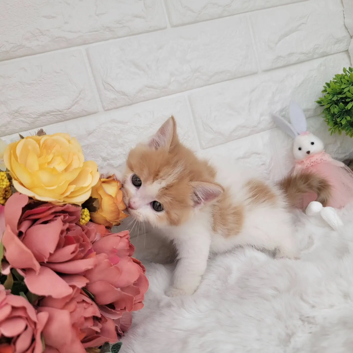 本日ご紹介のミヌエット足長ちゃんです🐱❤️