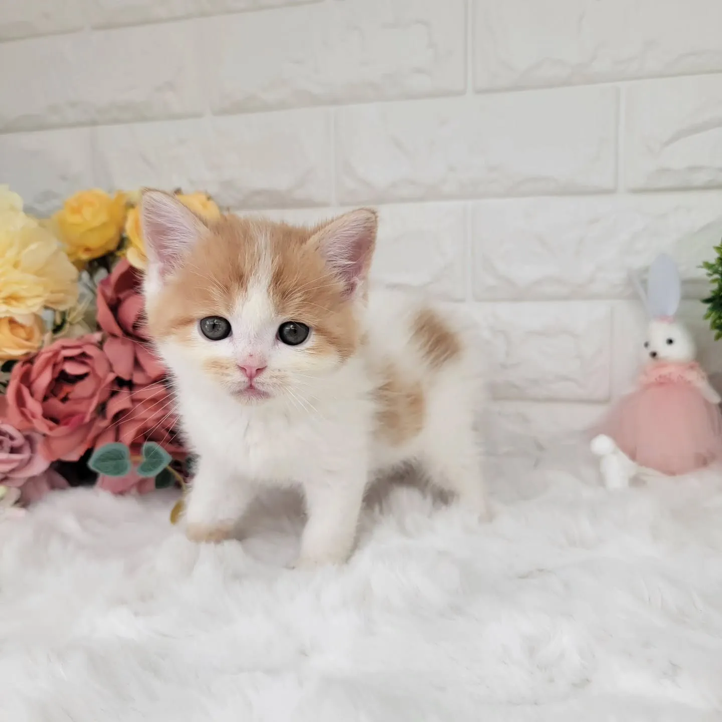 本日ご紹介のミヌエット足長ちゃんです🐱❤️