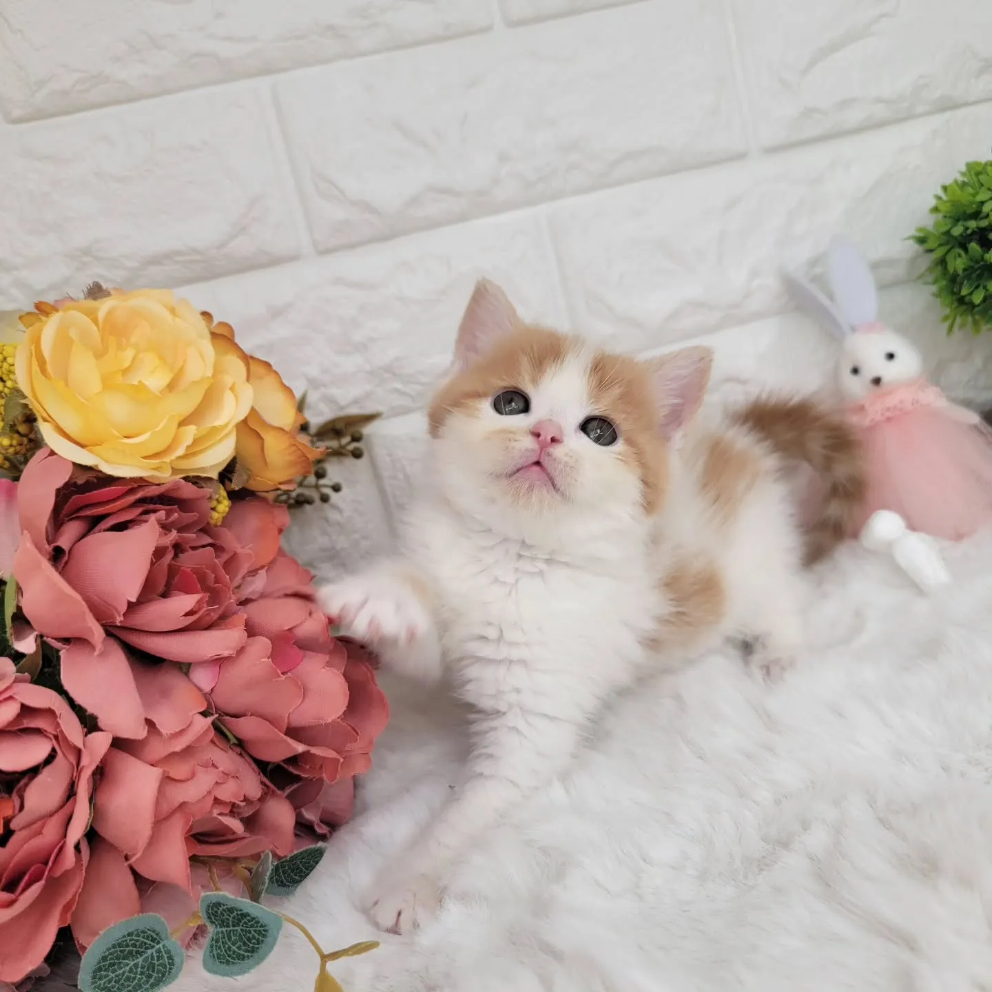 本日ご紹介のミヌエット足長ちゃんです🐱❤️
