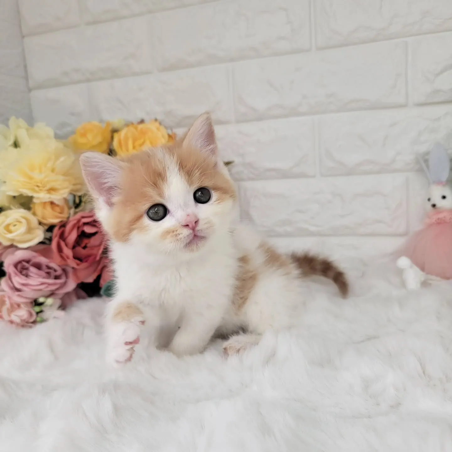 本日ご紹介のミヌエット足長ちゃんです🐱❤️
