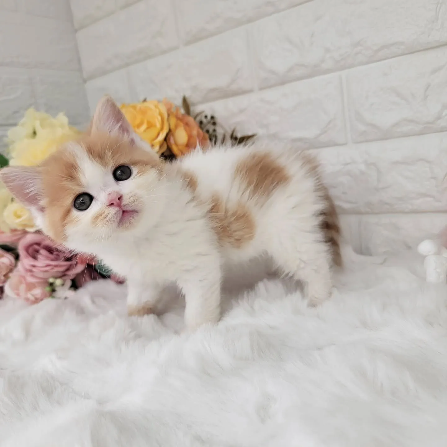 本日ご紹介のミヌエット足長ちゃんです🐱❤️