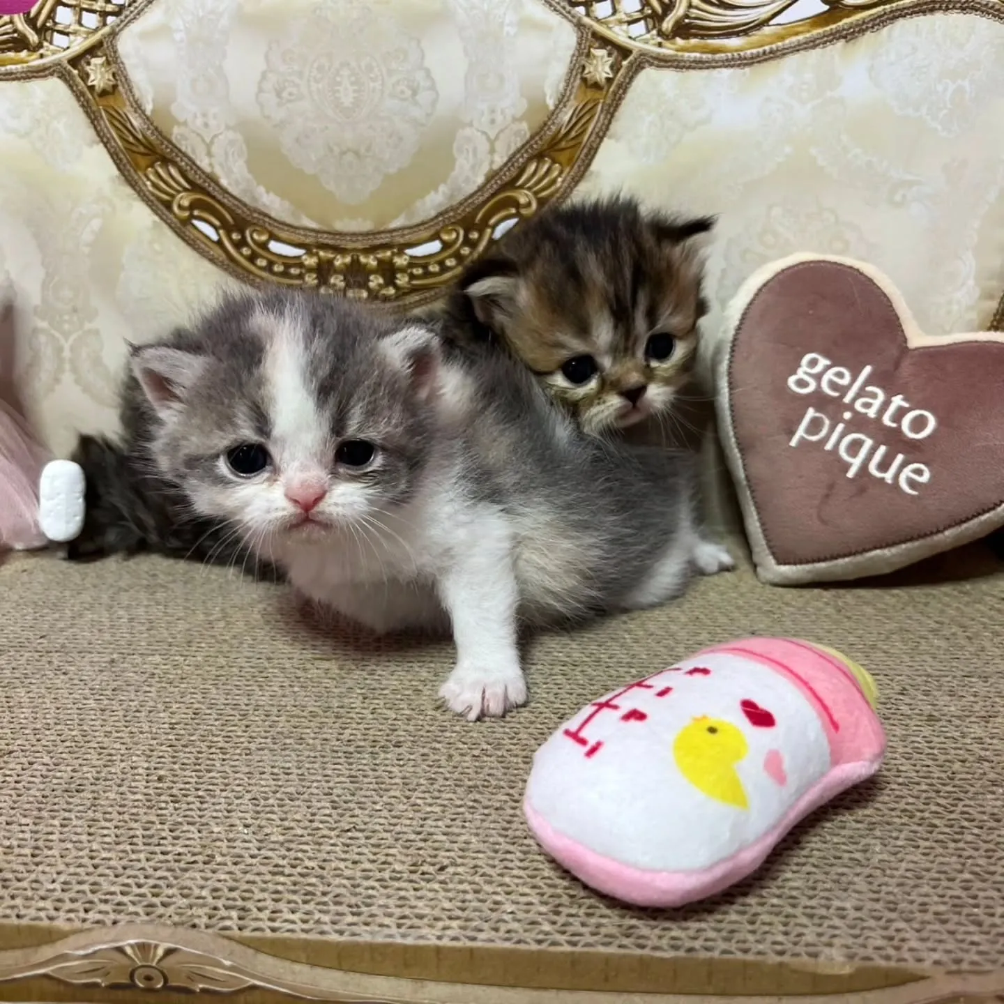 ミヌエットの赤ちゃん、すくすく成長中です👶🍼