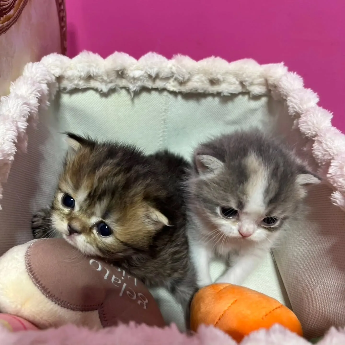 ミヌエットの赤ちゃん、すくすく成長中です👶🍼