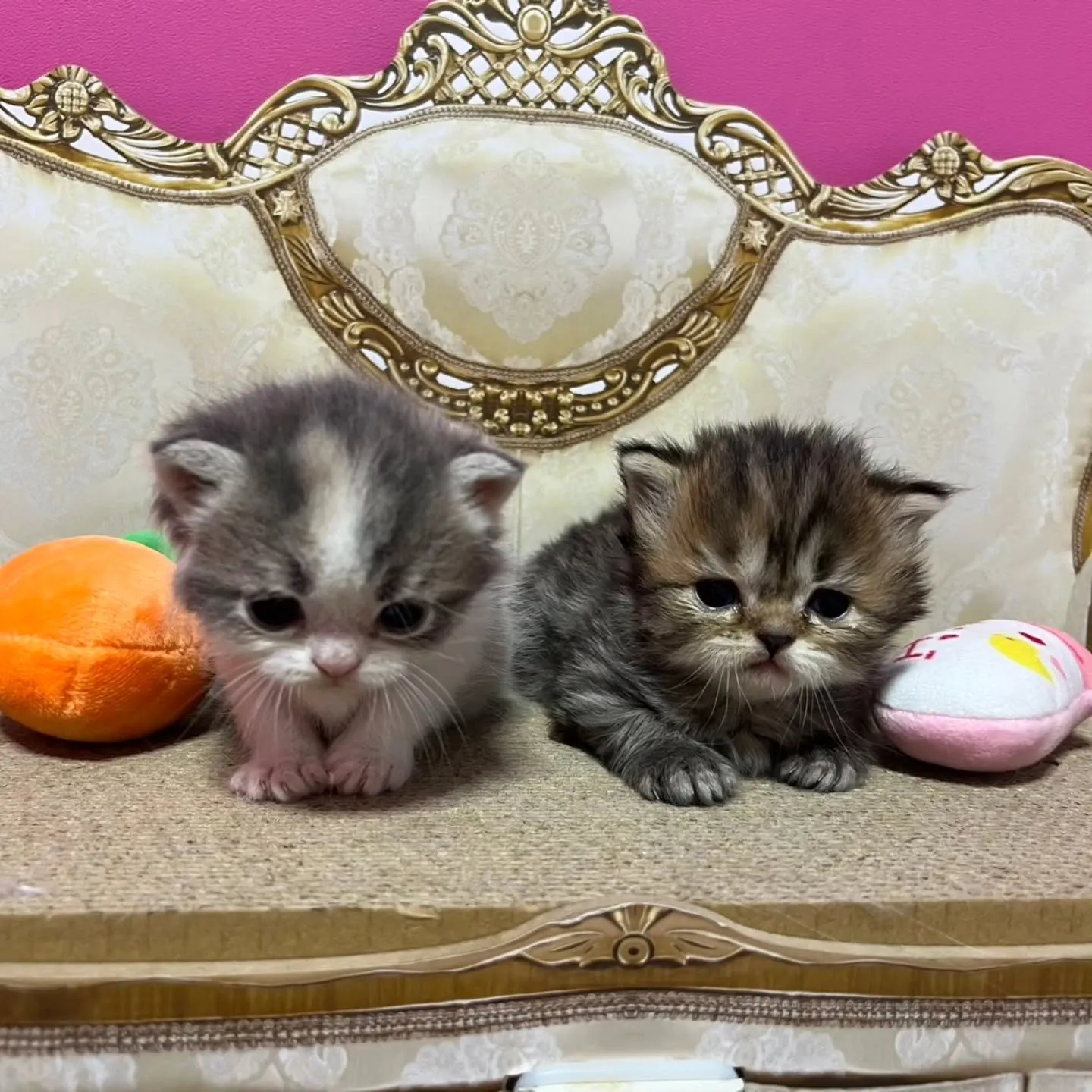 ミヌエットの赤ちゃん、すくすく成長中です👶🍼