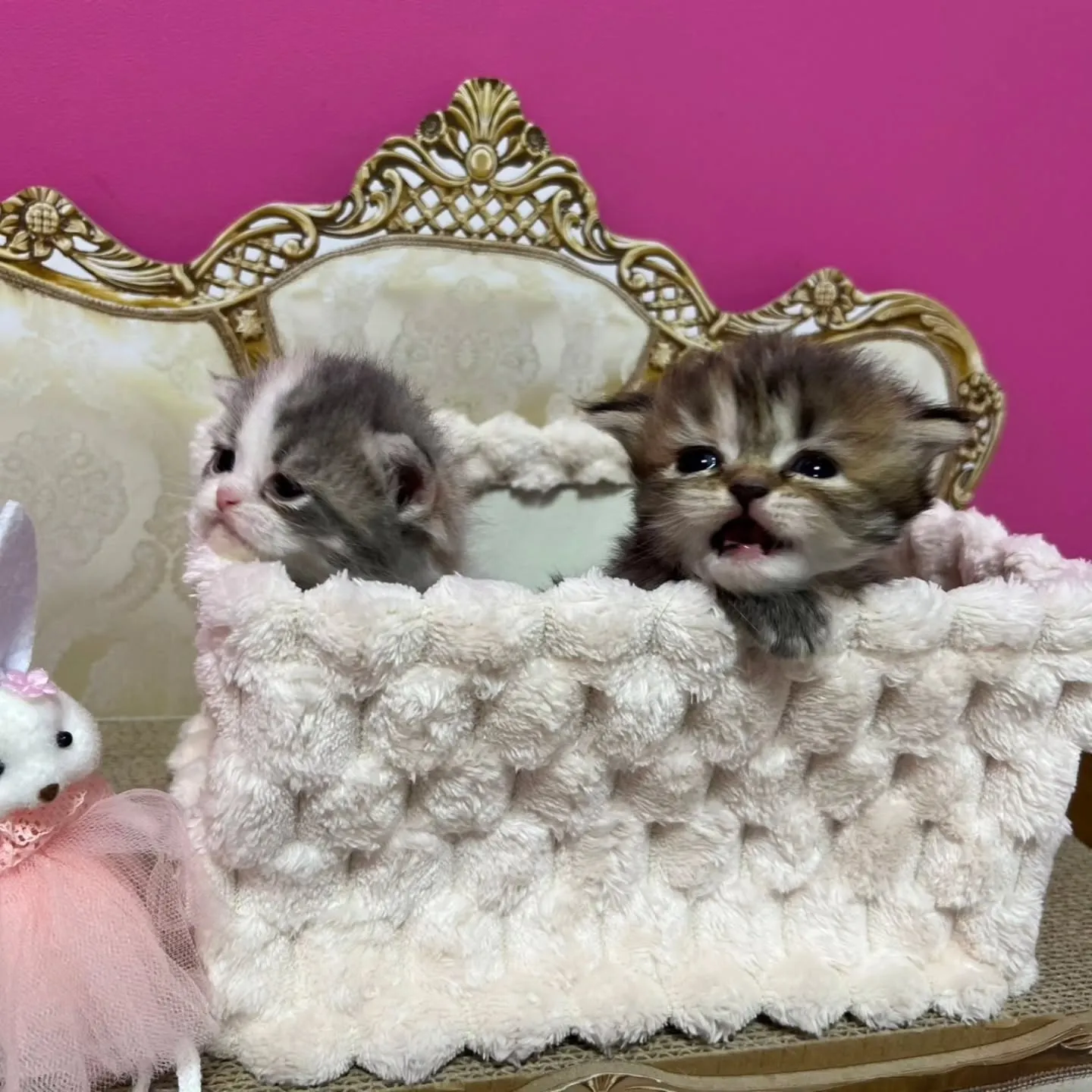 ミヌエットの赤ちゃん、すくすく成長中です👶🍼