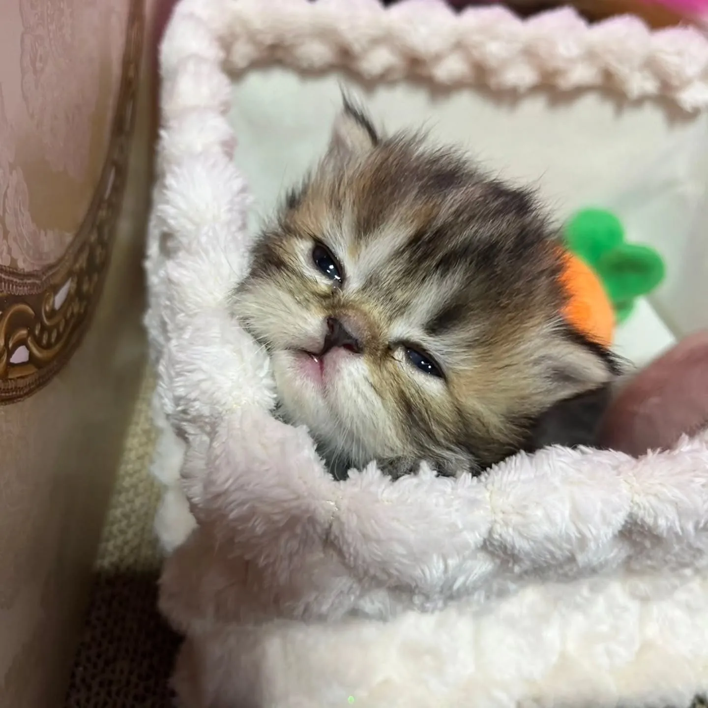 ミヌエットの赤ちゃん、すくすく成長中です👶🍼