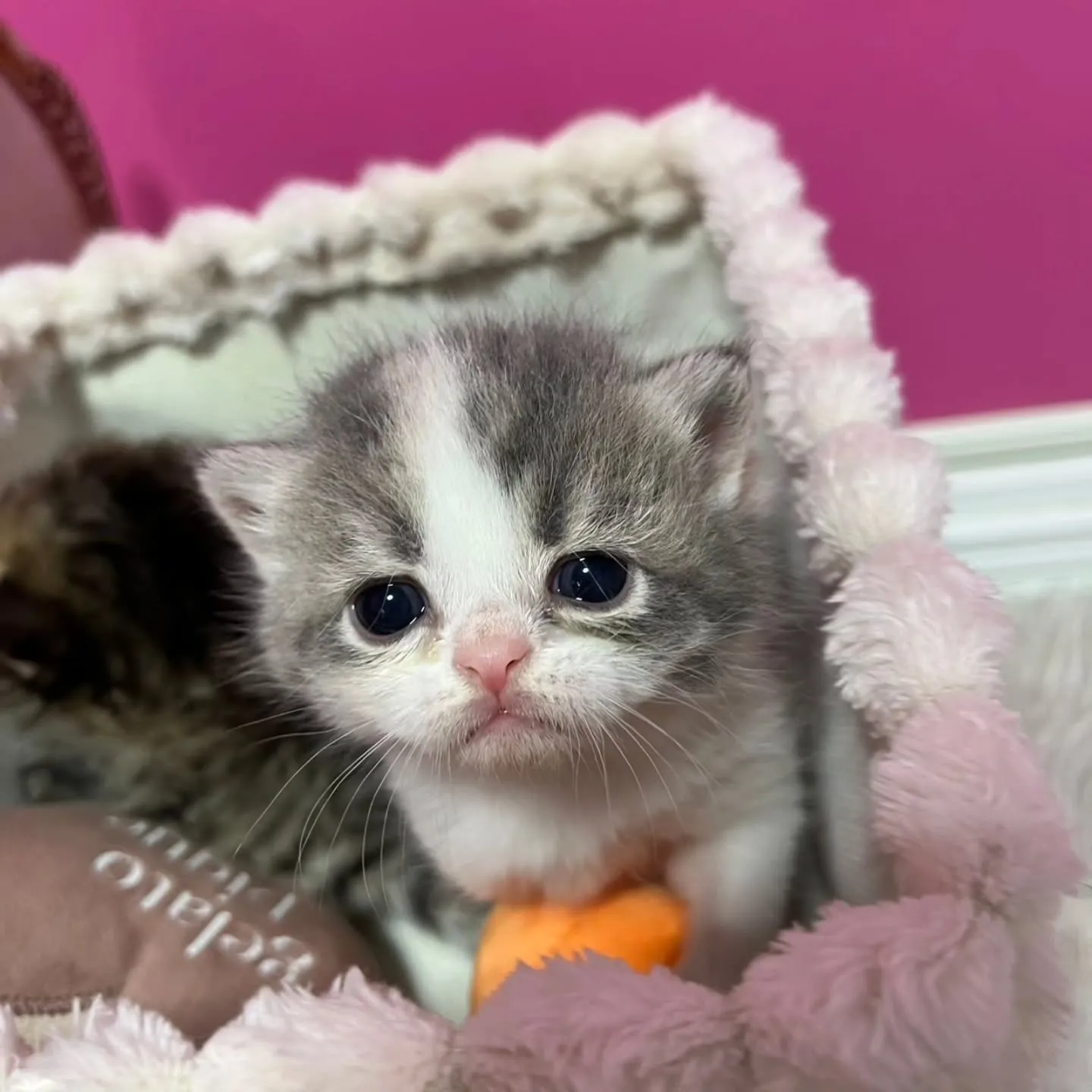 ミヌエットの赤ちゃん、すくすく成長中です👶🍼