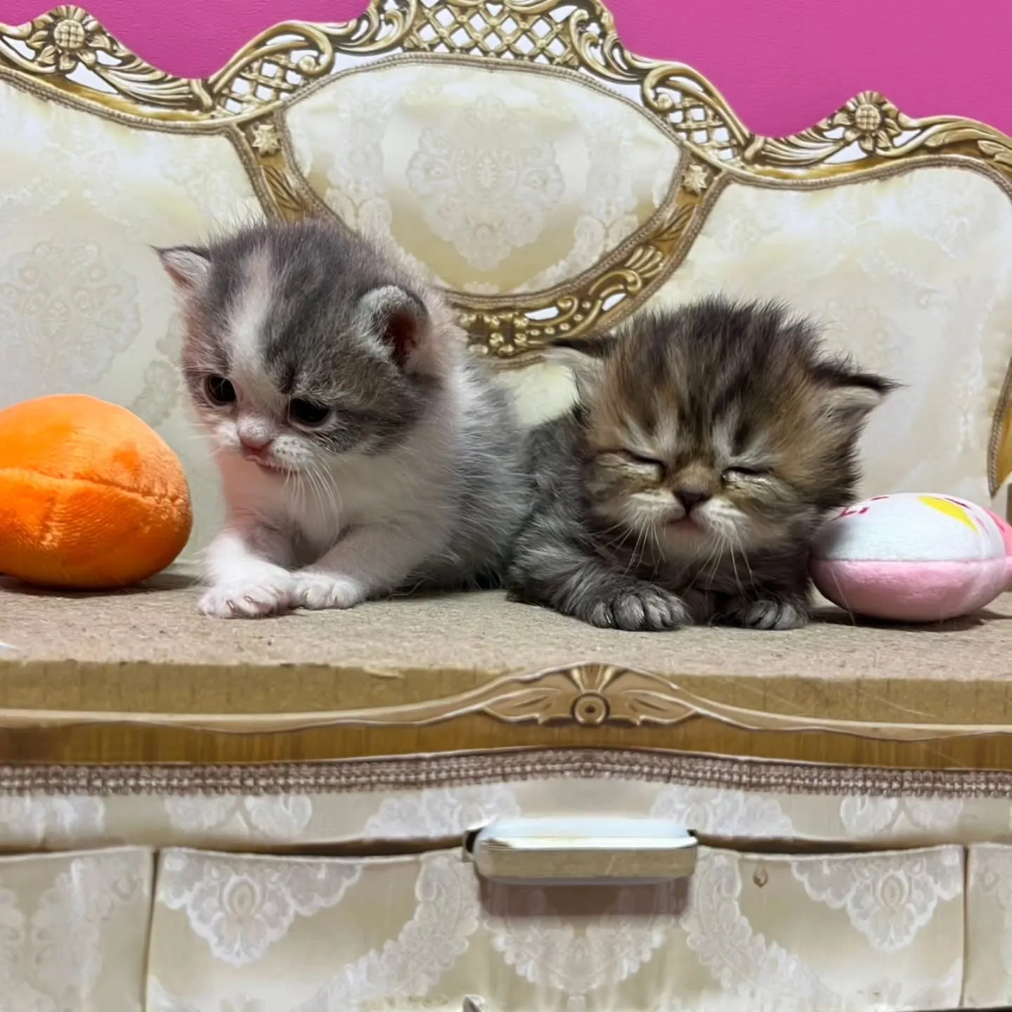 ミヌエットの赤ちゃん、すくすく成長中です👶🍼