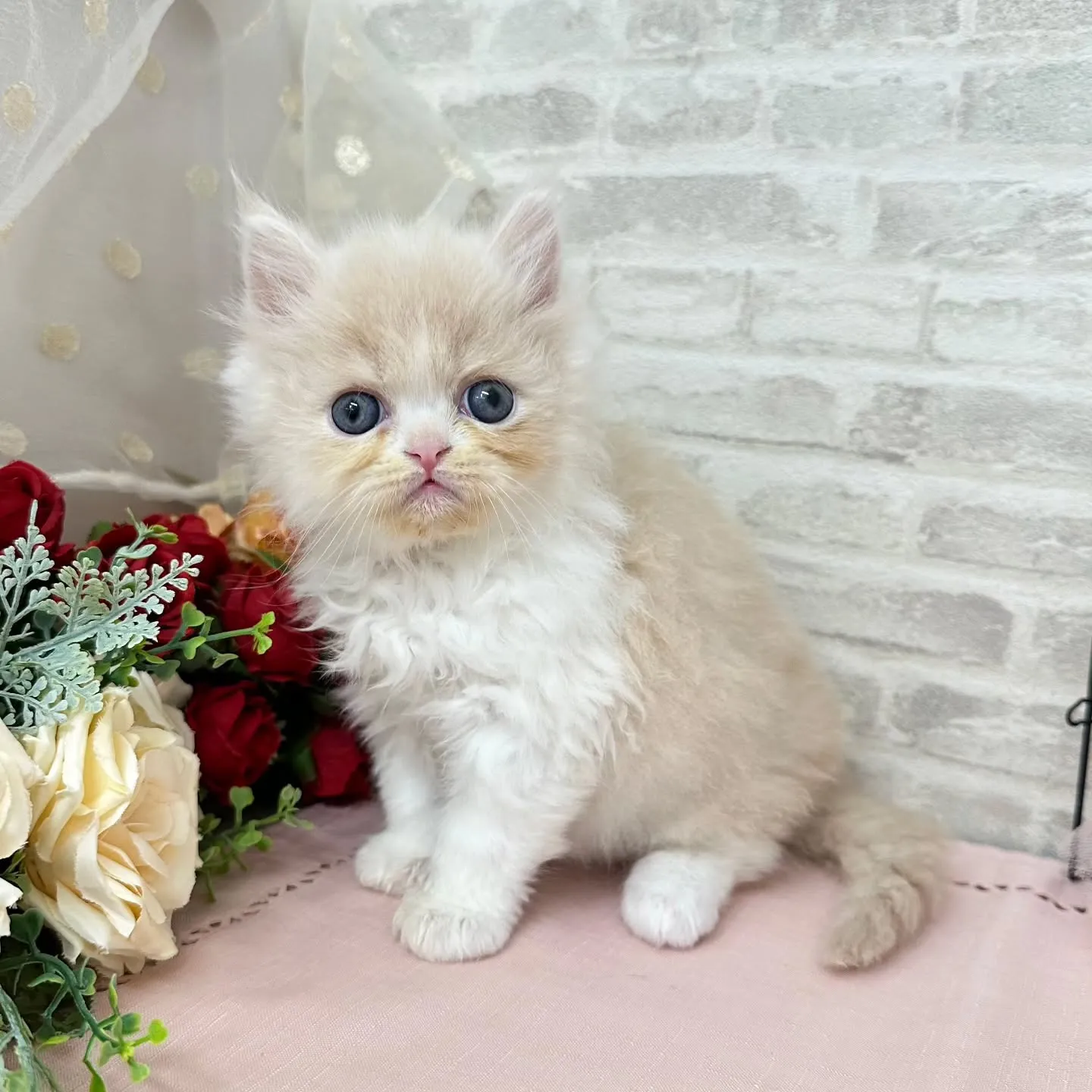 本日ご紹介のミヌエットちゃんです🐱❤️