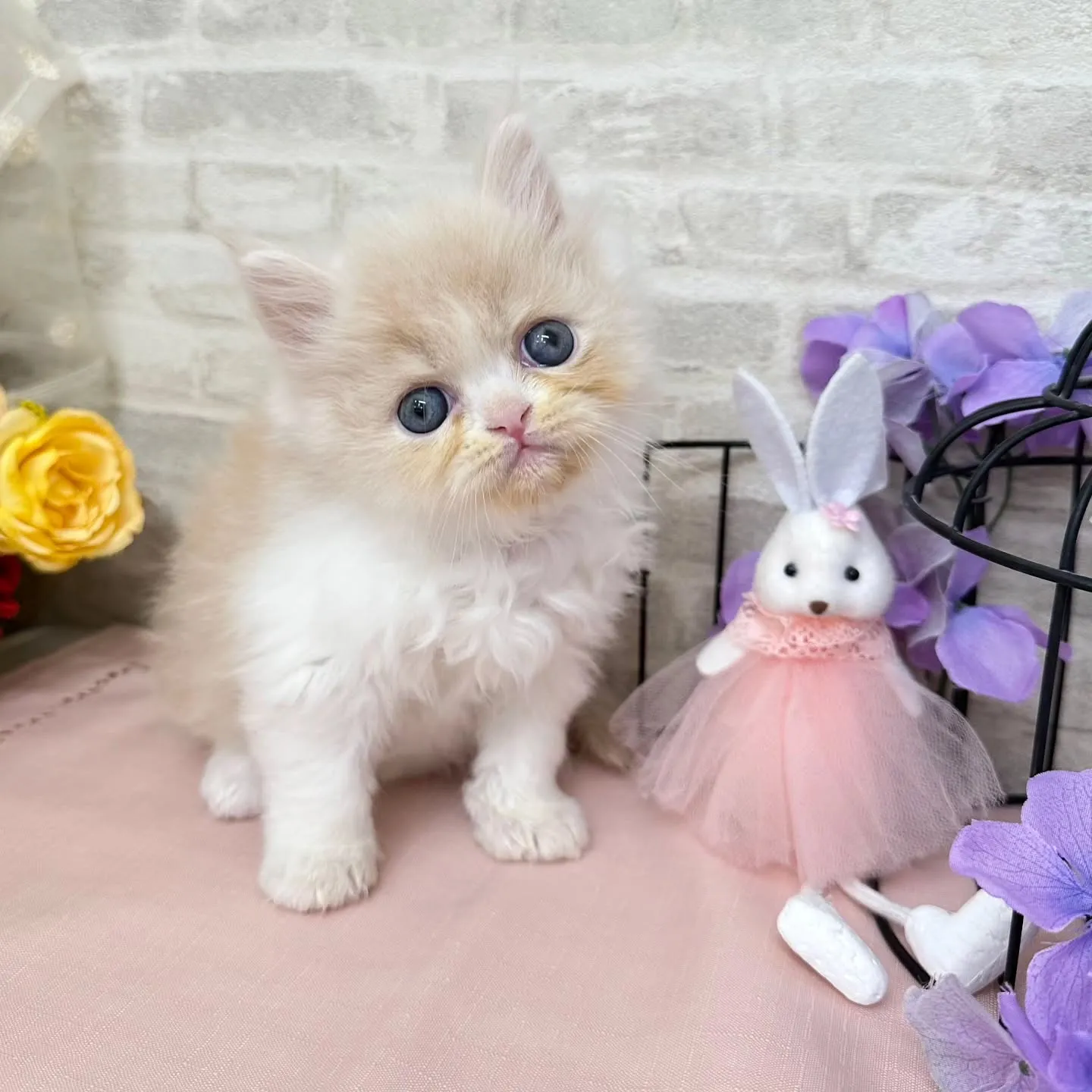 本日ご紹介のミヌエットちゃんです🐱❤️