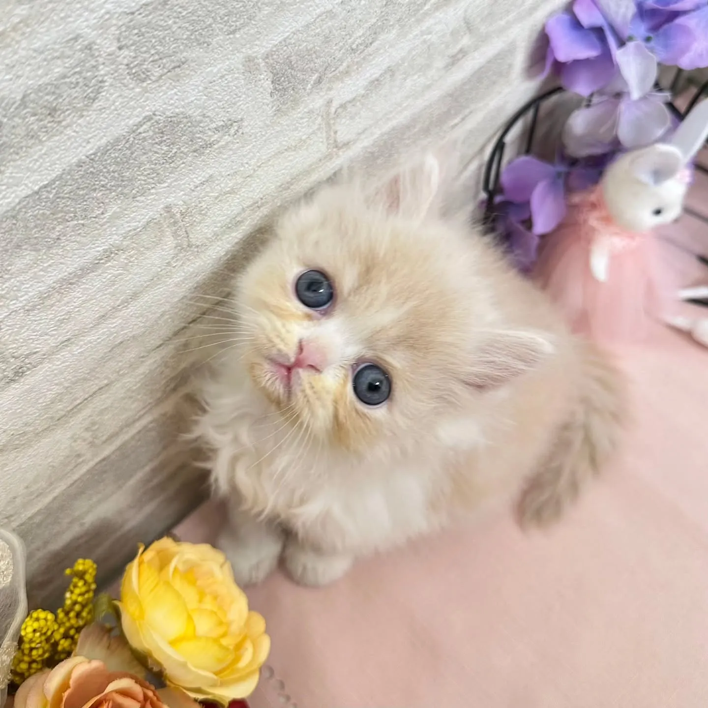 本日ご紹介のミヌエットちゃんです🐱❤️