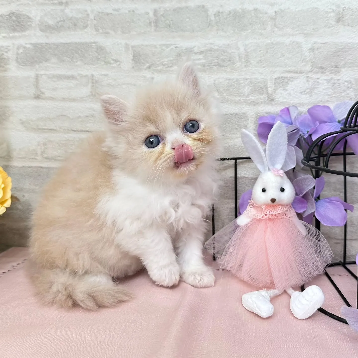 本日ご紹介のミヌエットちゃんです🐱❤️