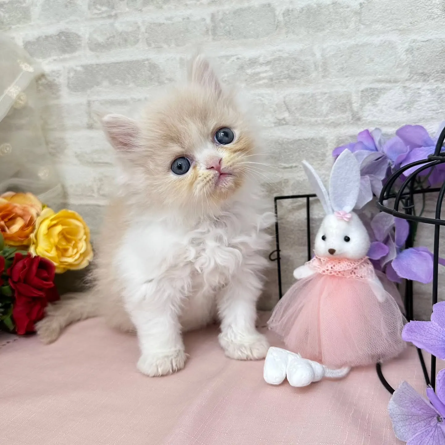 本日ご紹介のミヌエットちゃんです🐱❤️