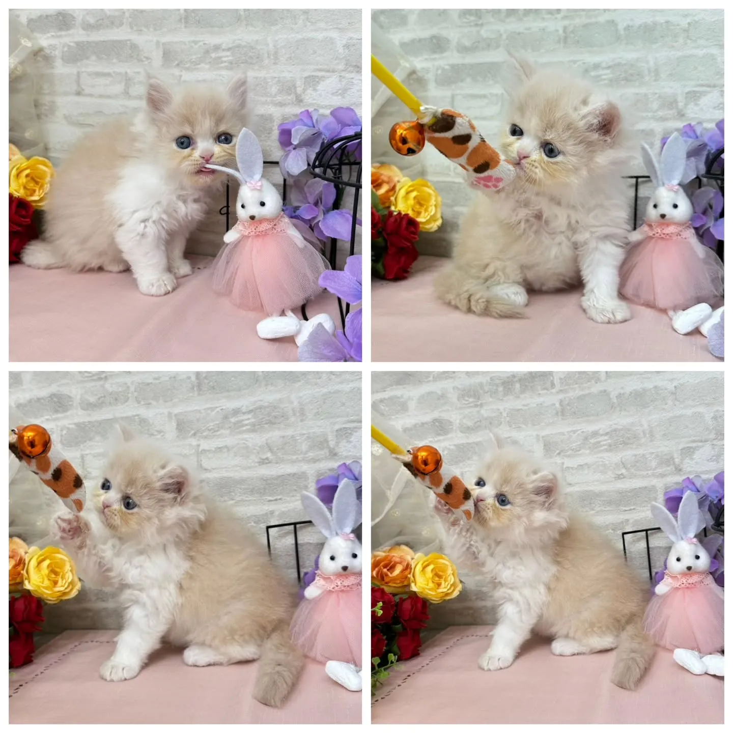 本日ご紹介のミヌエットちゃんです🐱❤️