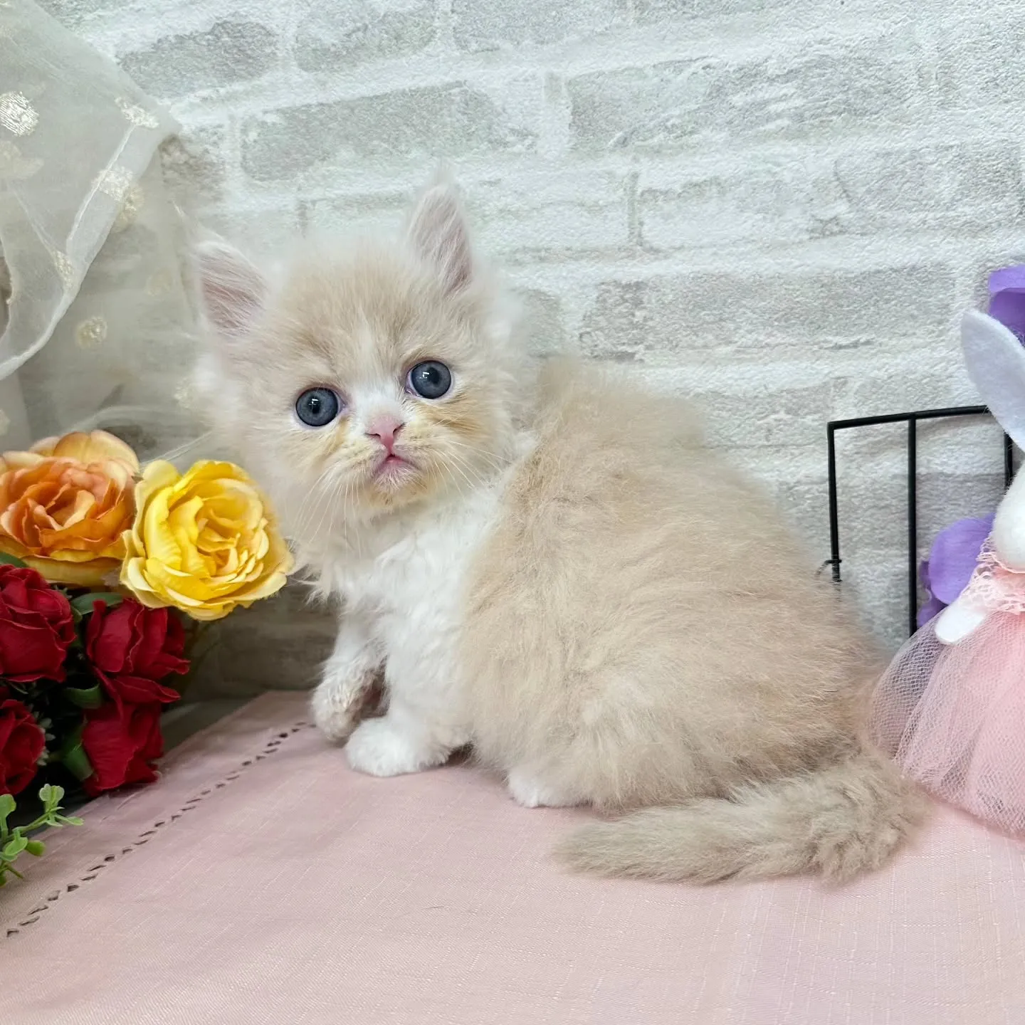 本日ご紹介のミヌエットちゃんです🐱❤️